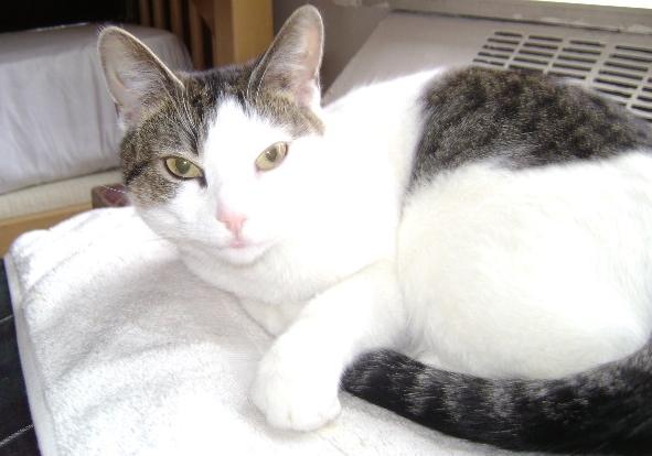 Angela, Young Female Domestic Short Hair
