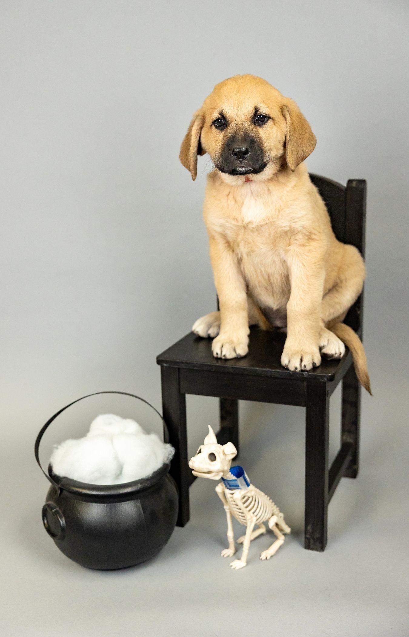 871-26, Adopted, Puppy Female Great Pyrenees.