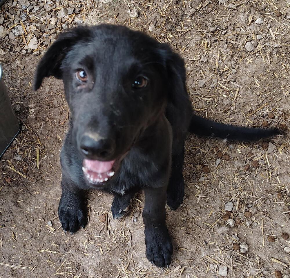 Bart, Adoptable, Puppy Male Labrador Retriever.