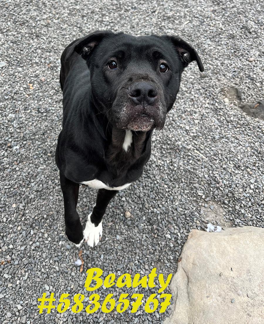 Enlarge Beauty, a ADOPTABLE mixed breed in Wilkes Barre, PA image 1/1