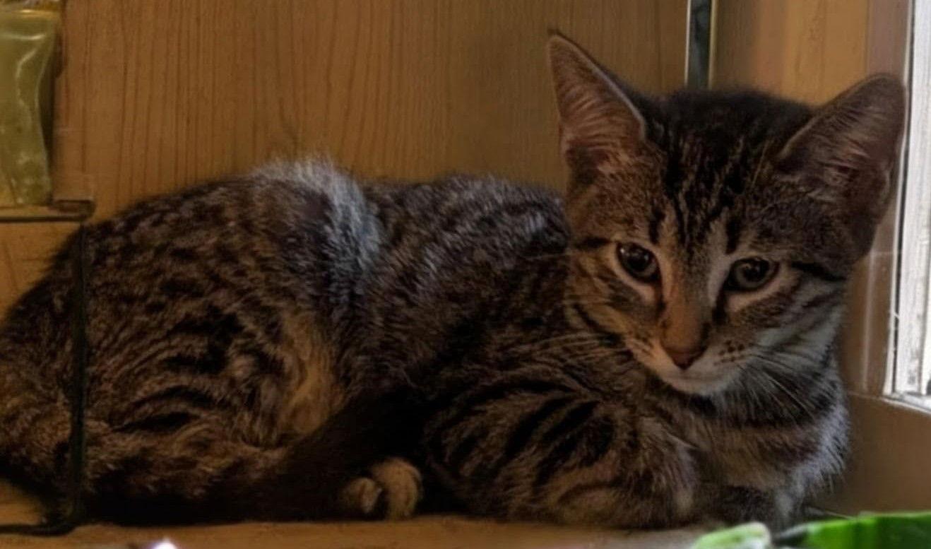 Kelpie, Adopted, Young Male Domestic Short Hair.