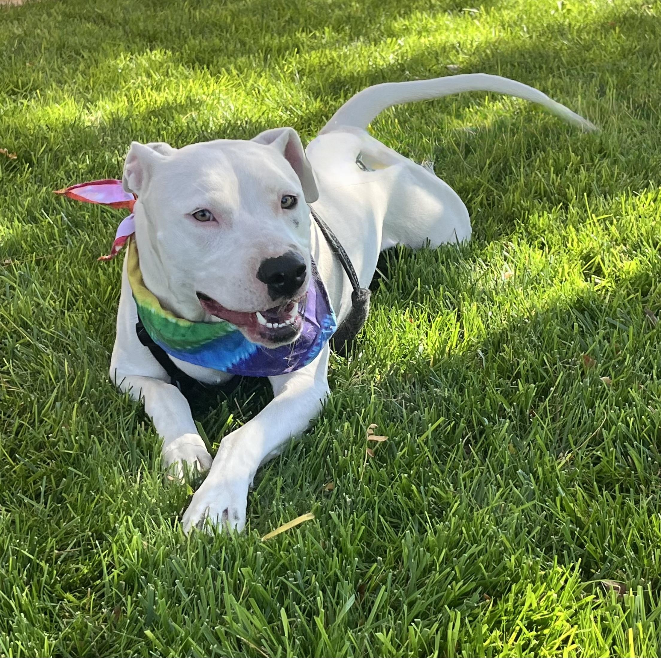 Enlarge WHISPER, a Adoptable American Staffordshire Terrier in Spokane, WA image 1/6