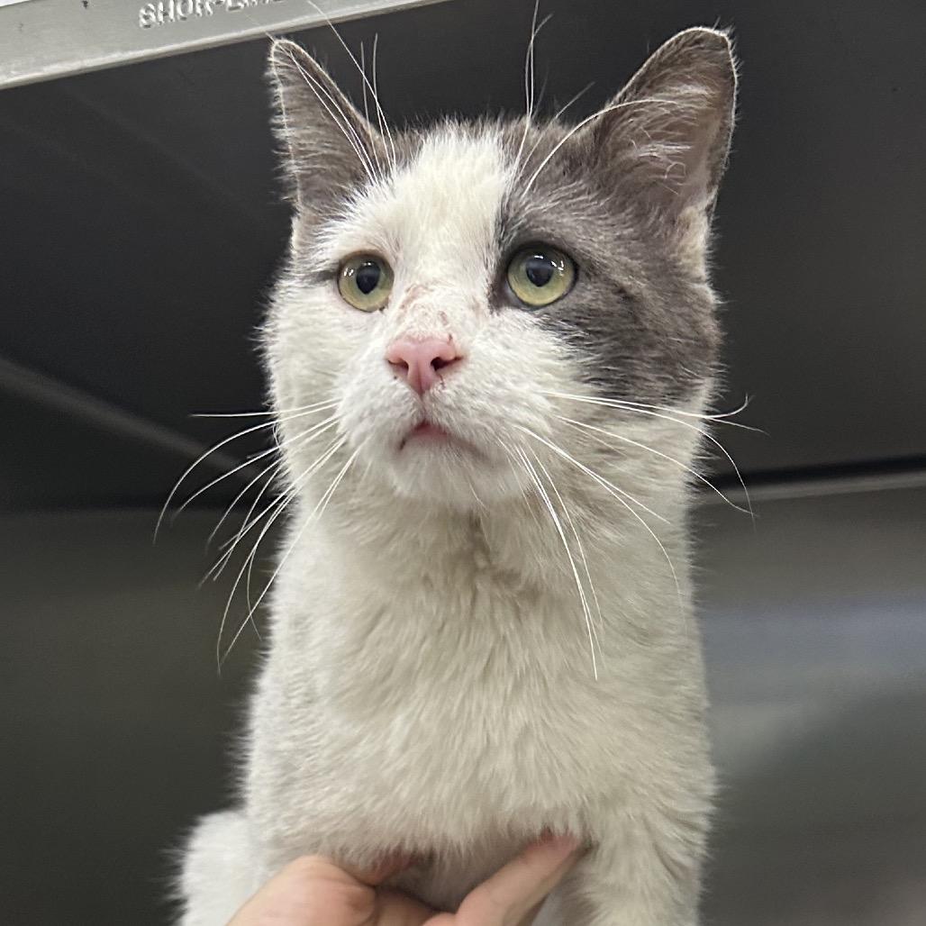 Cashew, Adoptable, Adult Male Domestic Short Hair.