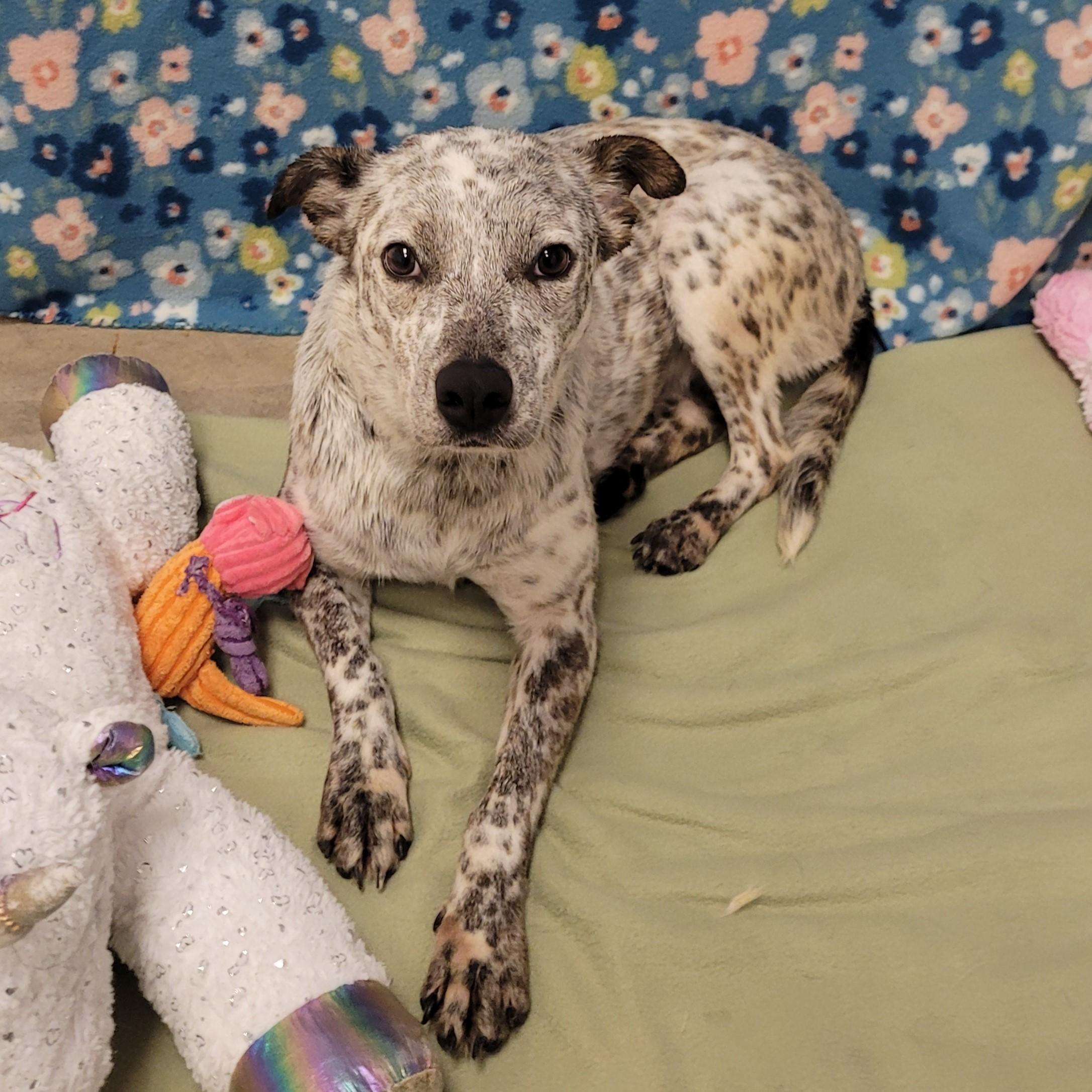 Enlarge Juniper, an adopted Australian Cattle Dog / Blue Heeler in ALPINE, TX image 3/5