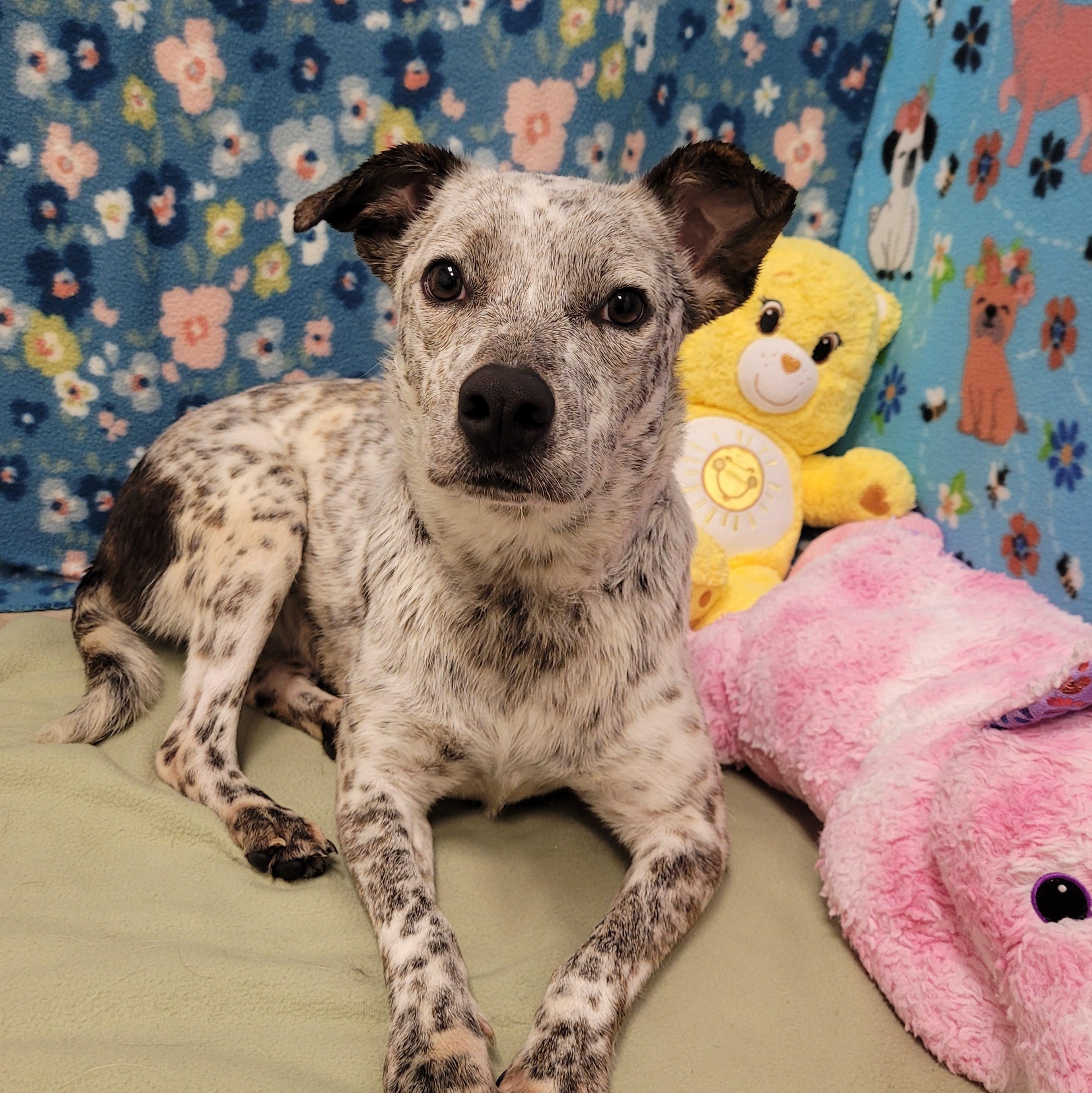 Enlarge Juniper, an adopted Australian Cattle Dog / Blue Heeler in ALPINE, TX image 1/5