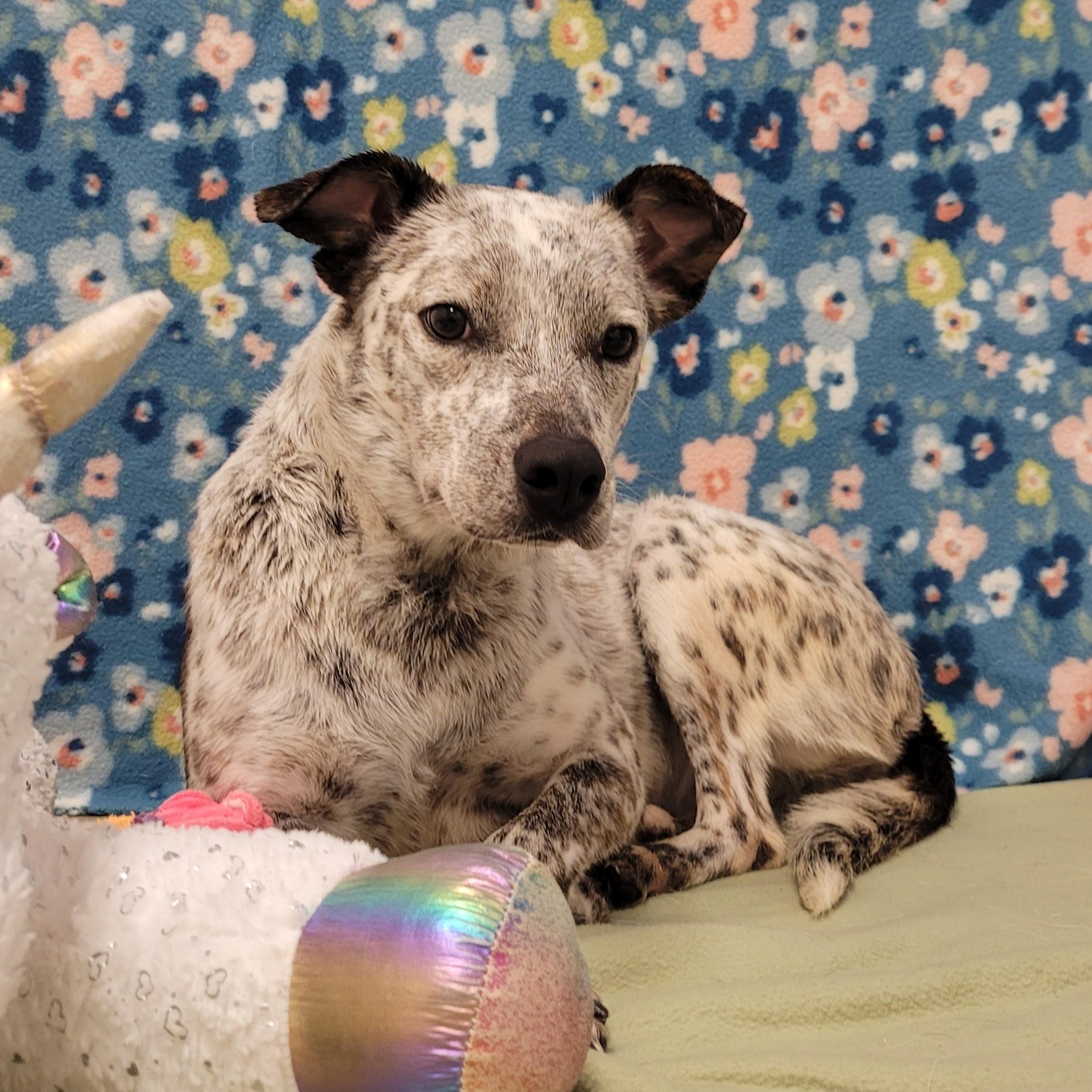 Enlarge Juniper, an adopted Australian Cattle Dog / Blue Heeler in ALPINE, TX image 2/5