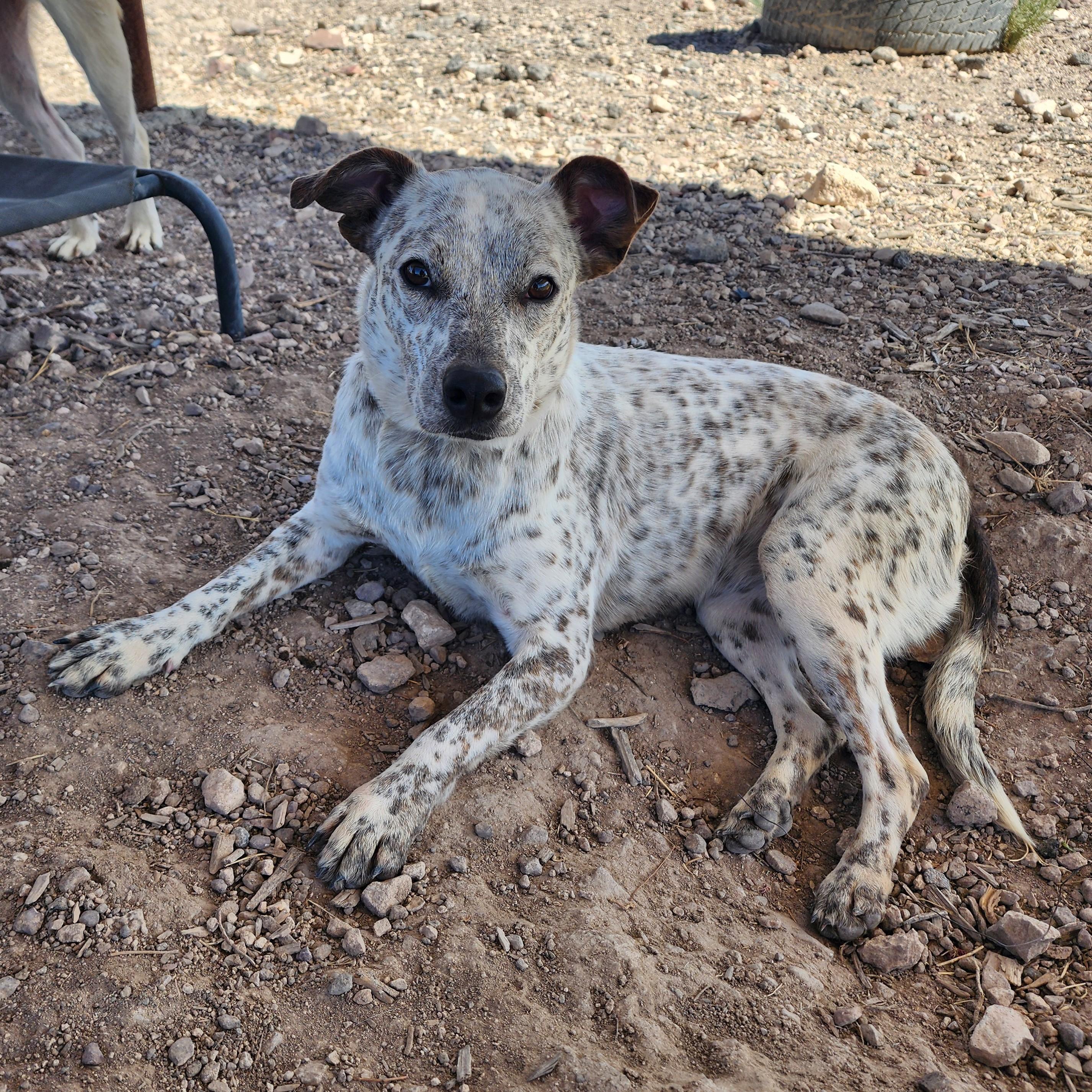 Enlarge Juniper, an adopted Australian Cattle Dog / Blue Heeler in ALPINE, TX image 5/5