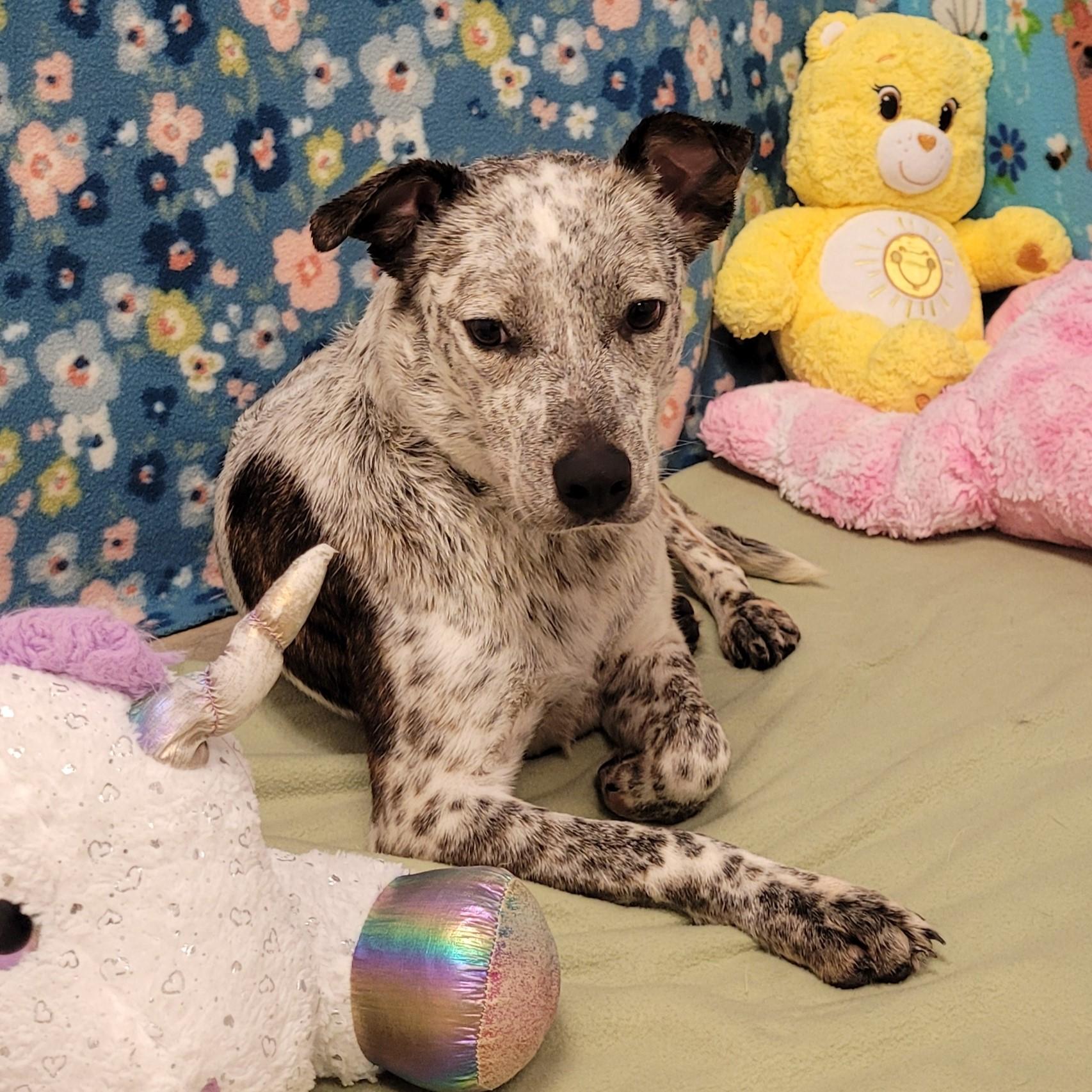 Enlarge Juniper, an adopted Australian Cattle Dog / Blue Heeler in ALPINE, TX image 4/5