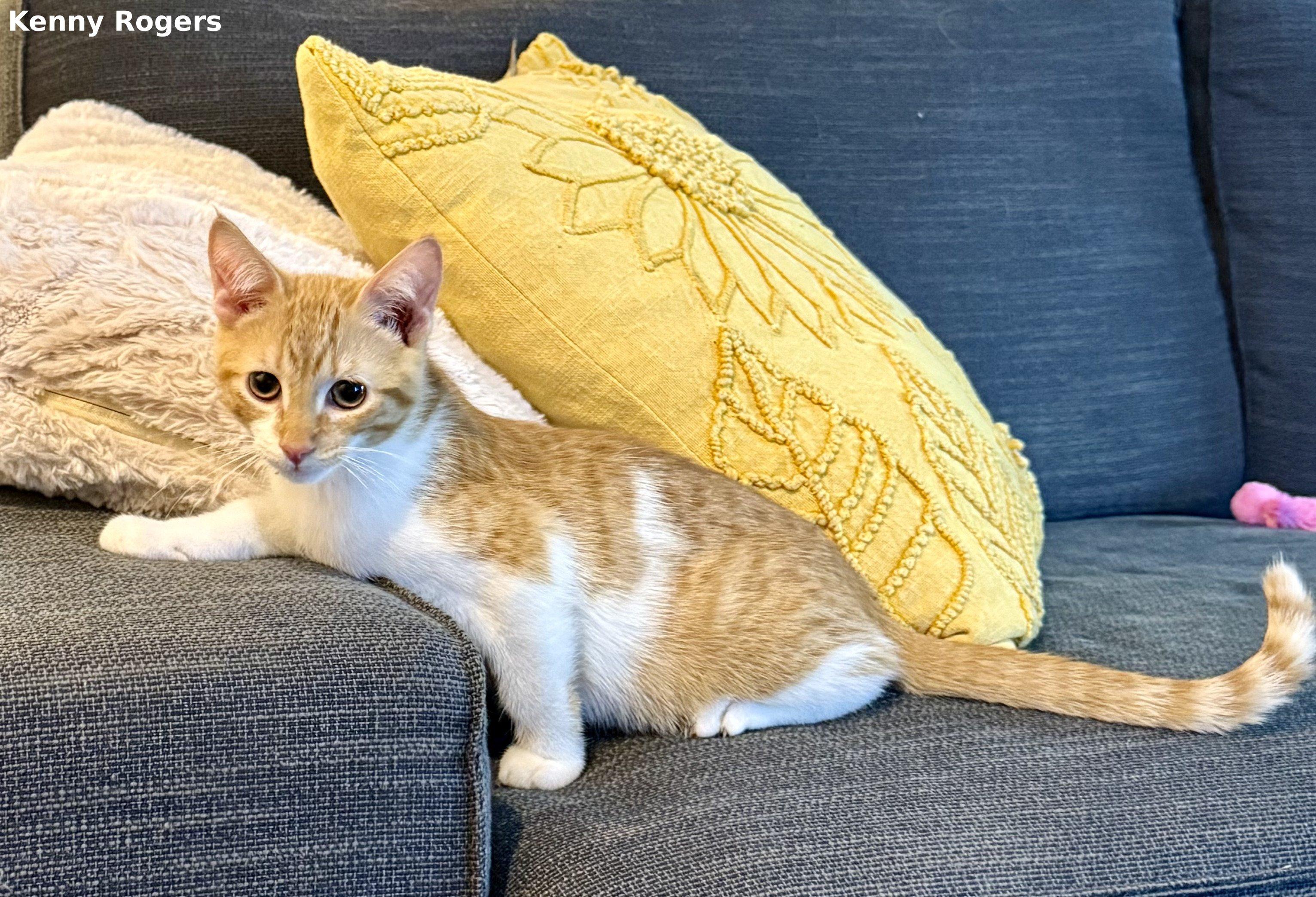 Kenny Rogers, a Adoptable mixed breed in Brightwaters, NY image 3/5