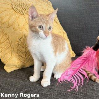 Kenny Rogers, Adoptable, Kitten Male Domestic Short Hair.