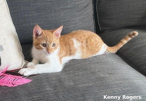 Kenny Rogers, a Adoptable mixed breed in Brightwaters, NY image 2/5