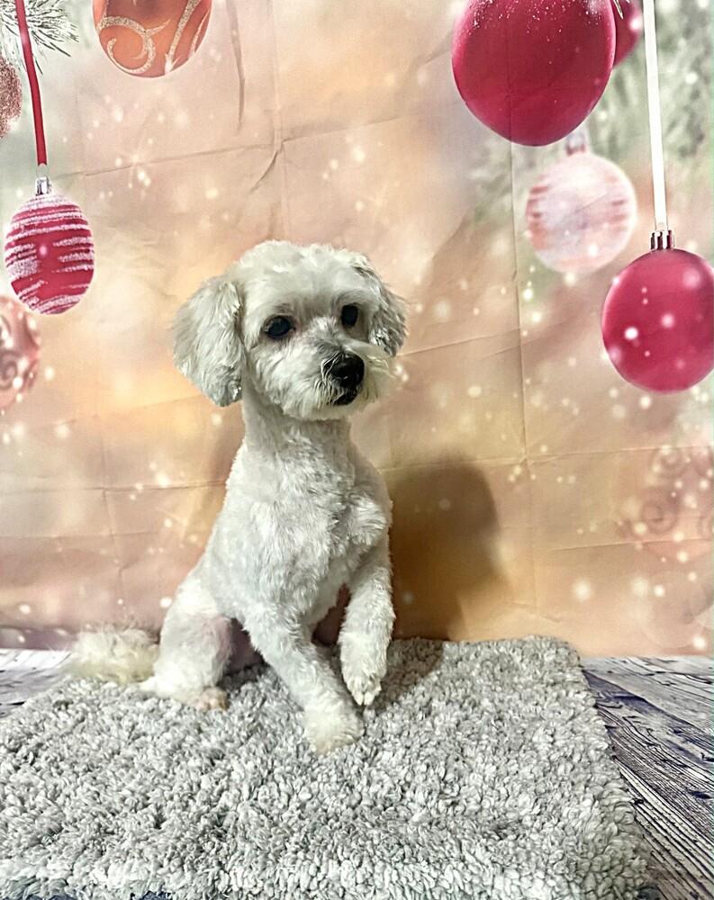 Marshmallow, Adoptable, Adult Male Bichon Frise.