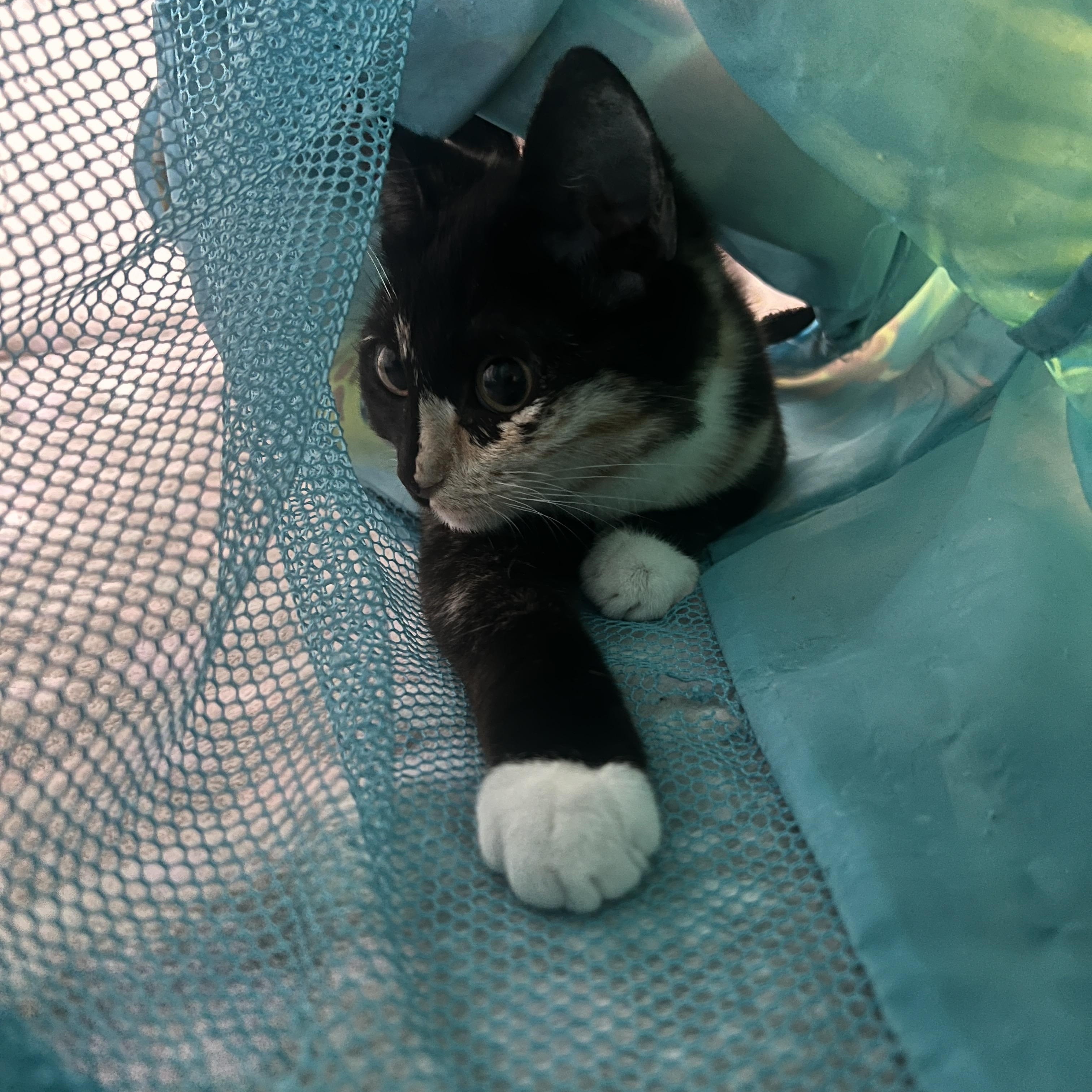 Enlarge Catya, a Adoptable Tortoiseshell in Canoga Park, CA image 3/4