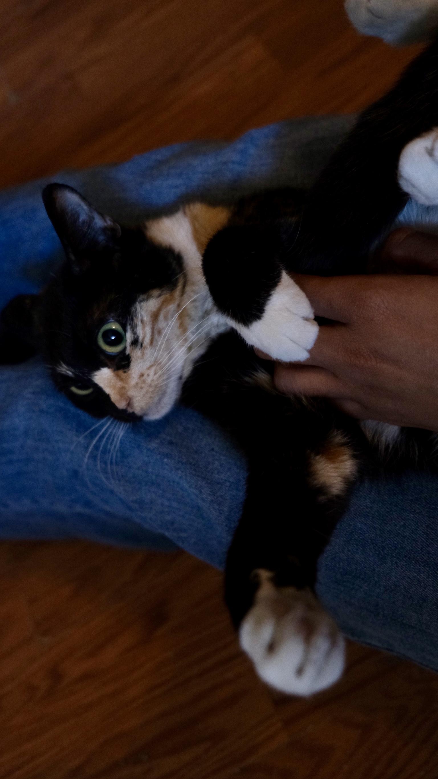 Enlarge Catya, a Adoptable Tortoiseshell in Canoga Park, CA image 2/4