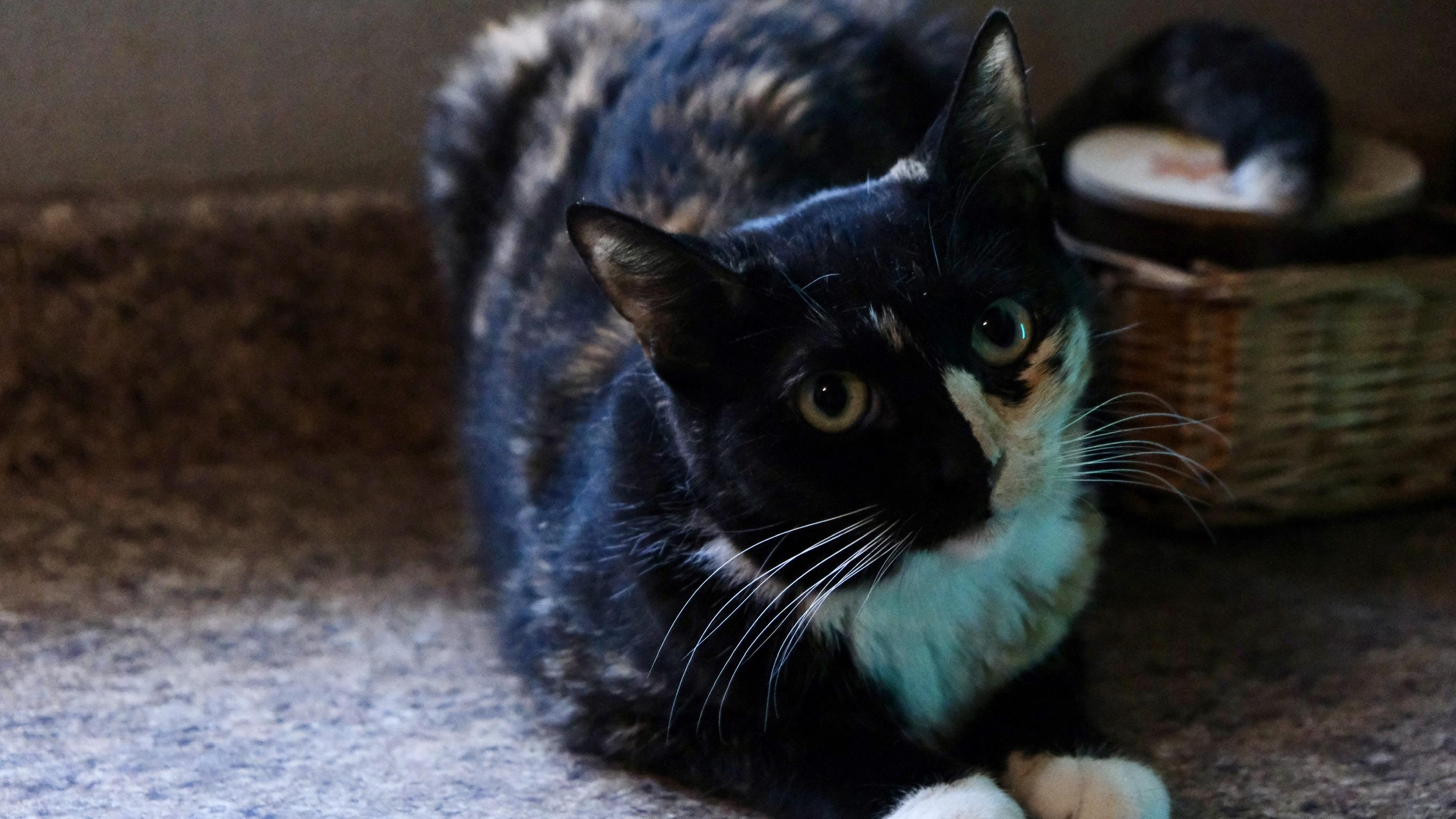 Enlarge Catya, a Adoptable Tortoiseshell in Canoga Park, CA image 1/4