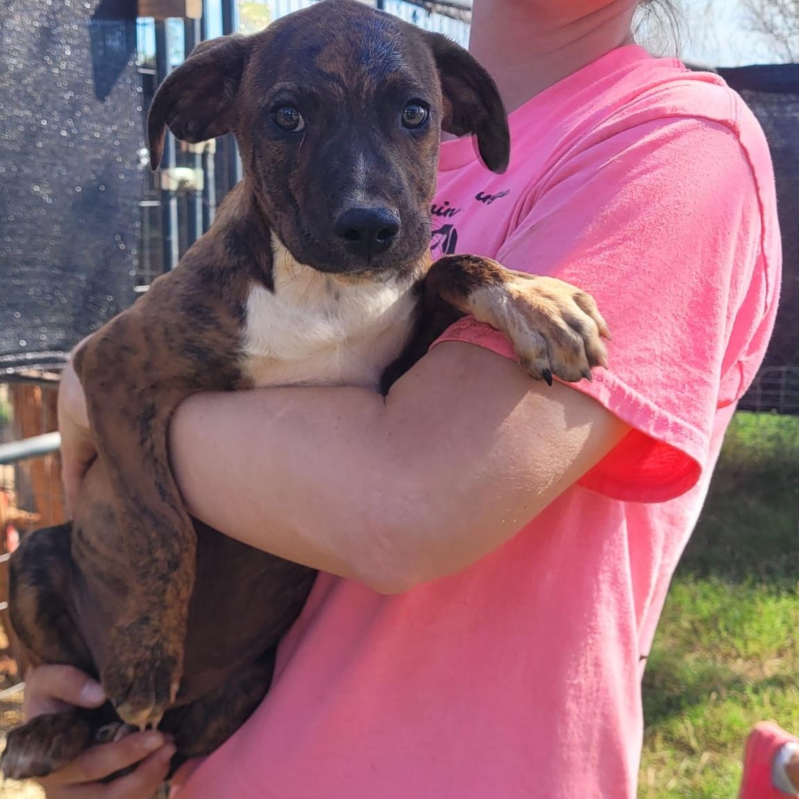 Toddy, Adoptable, Young Male Mixed Breed.