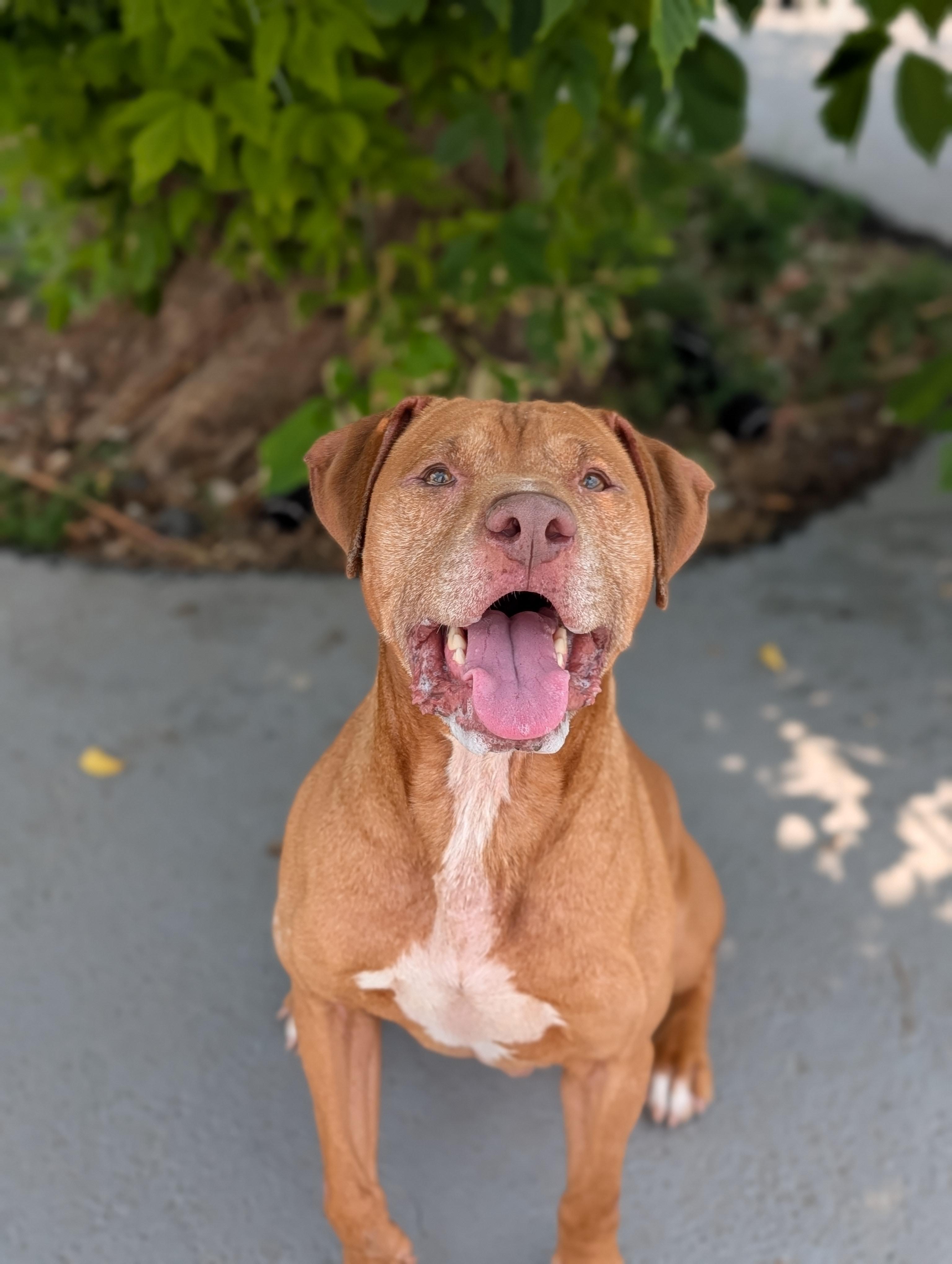 Chief, a ADOPTABLE mixed breed in Plainfield, NJ image 1/4