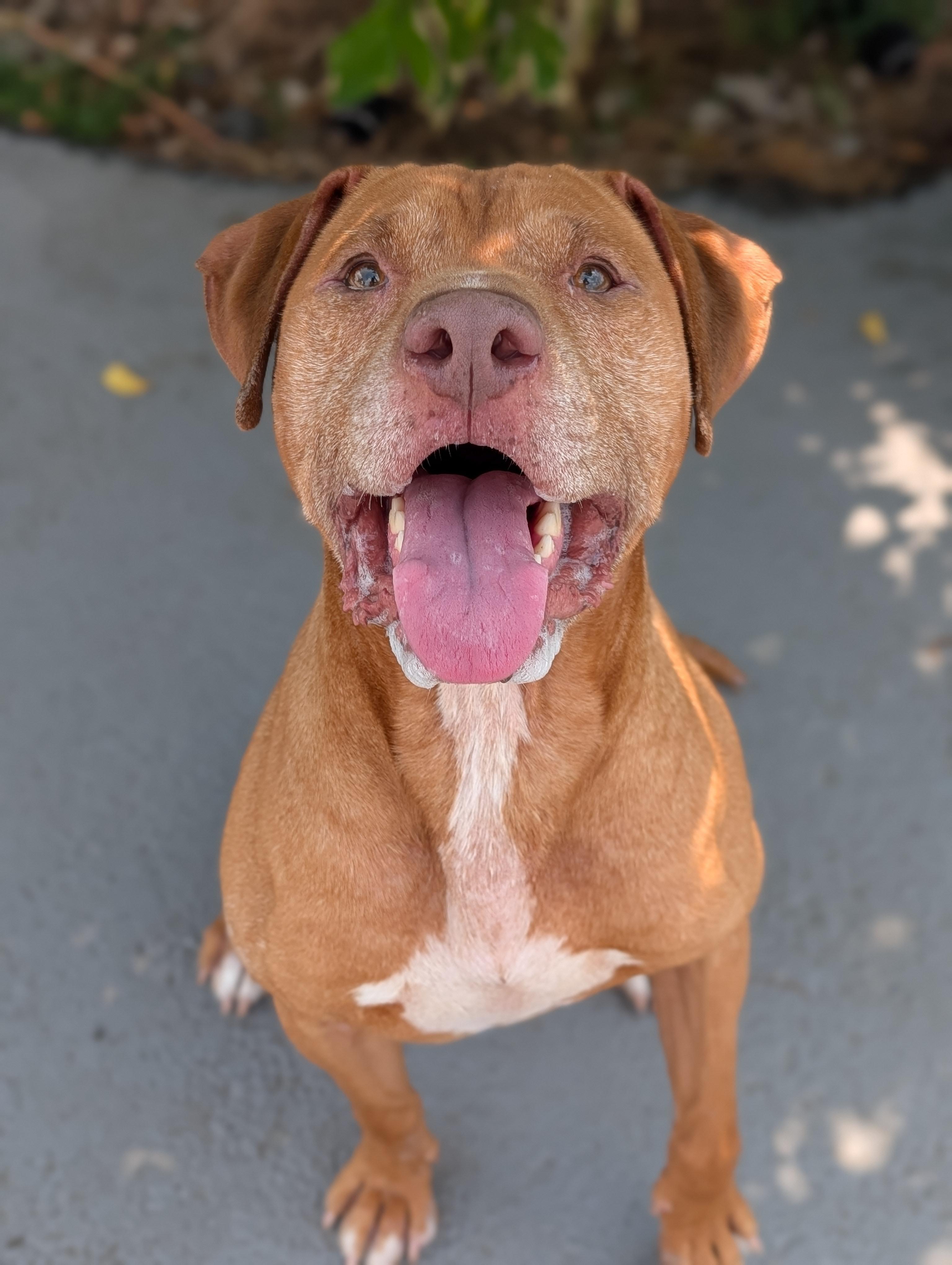 Chief, a ADOPTABLE mixed breed in Plainfield, NJ image 3/4