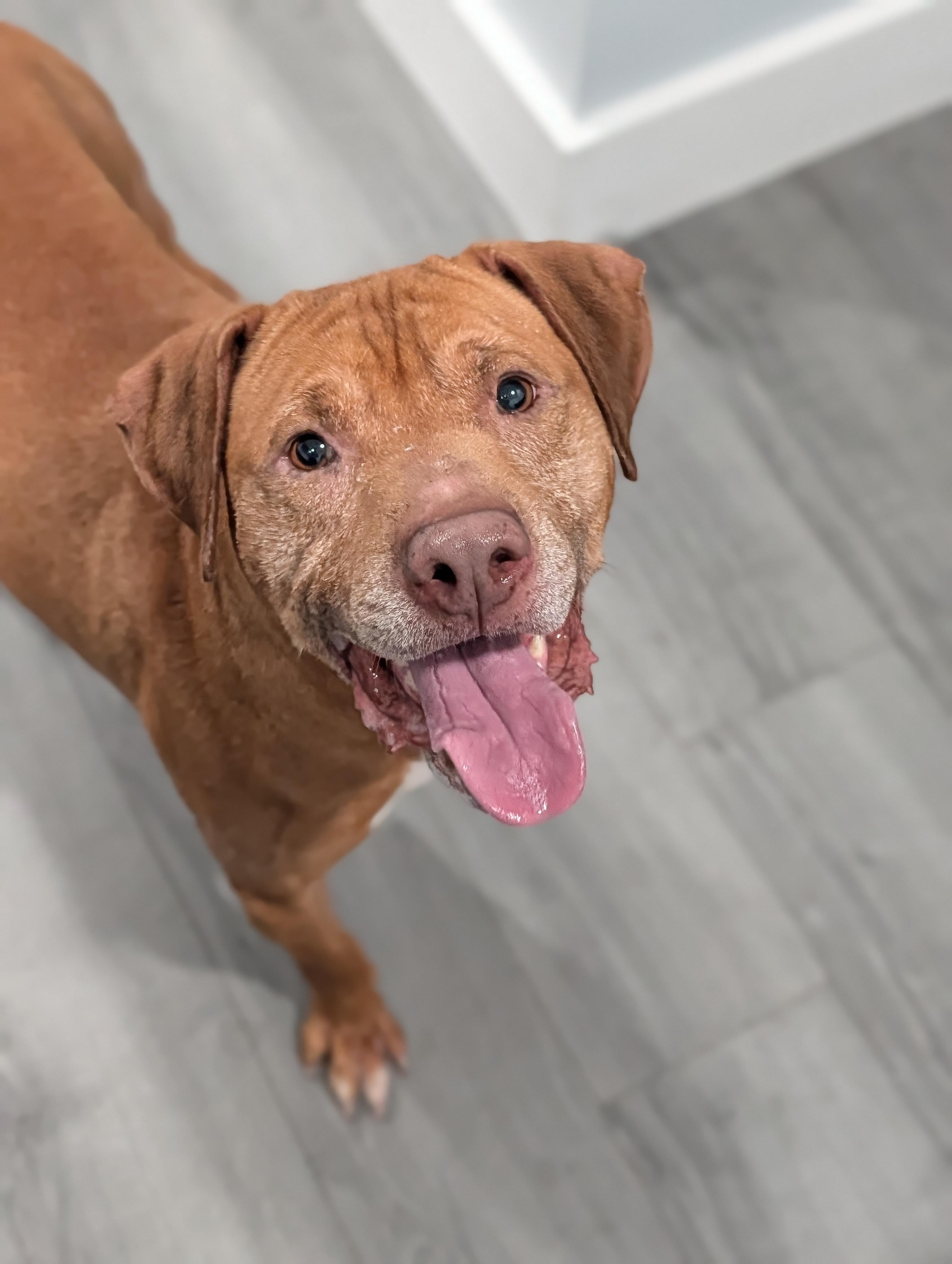 Chief, a ADOPTABLE mixed breed in Plainfield, NJ image 2/4