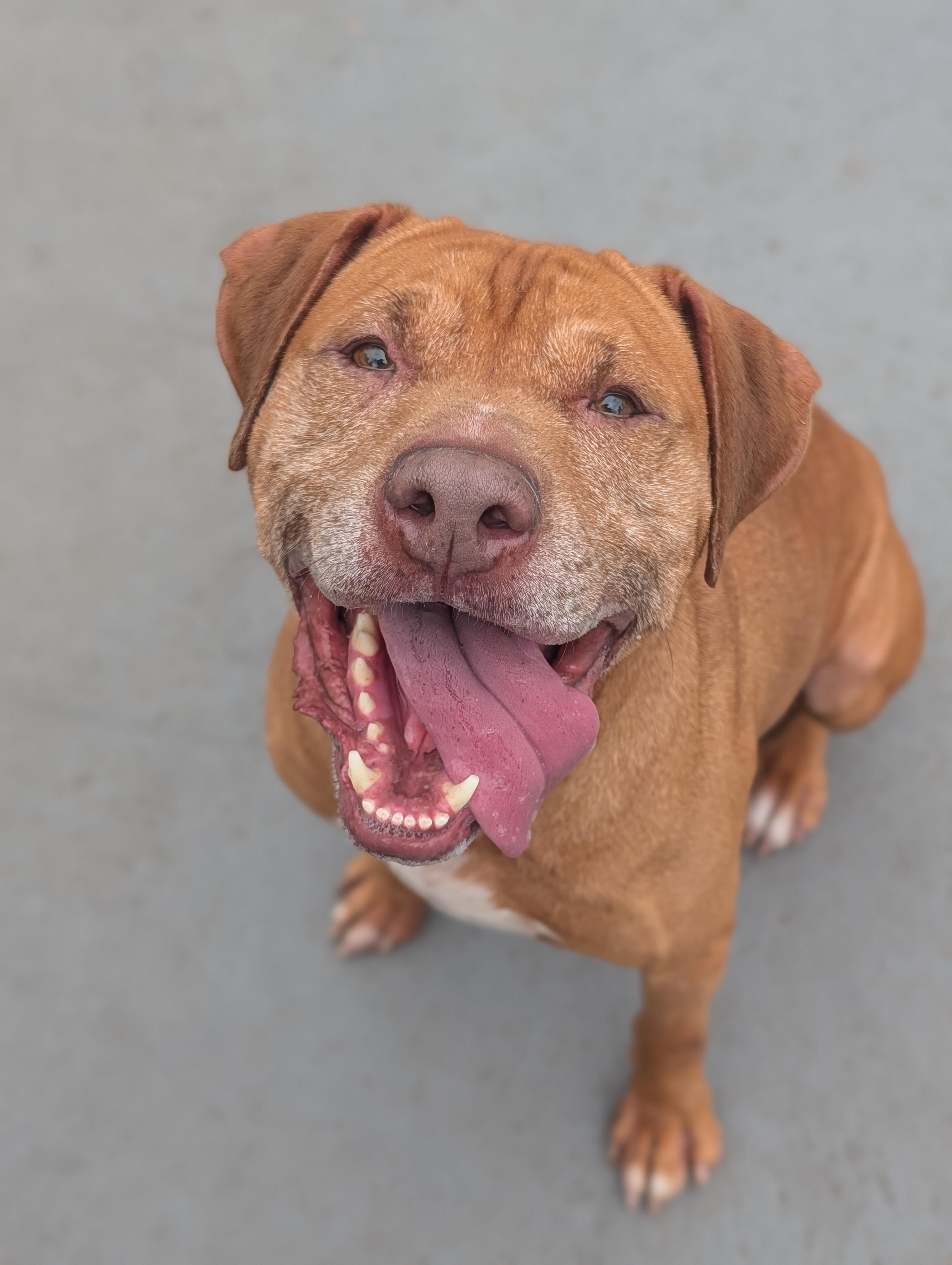 Chief, a ADOPTABLE mixed breed in Plainfield, NJ image 1/5