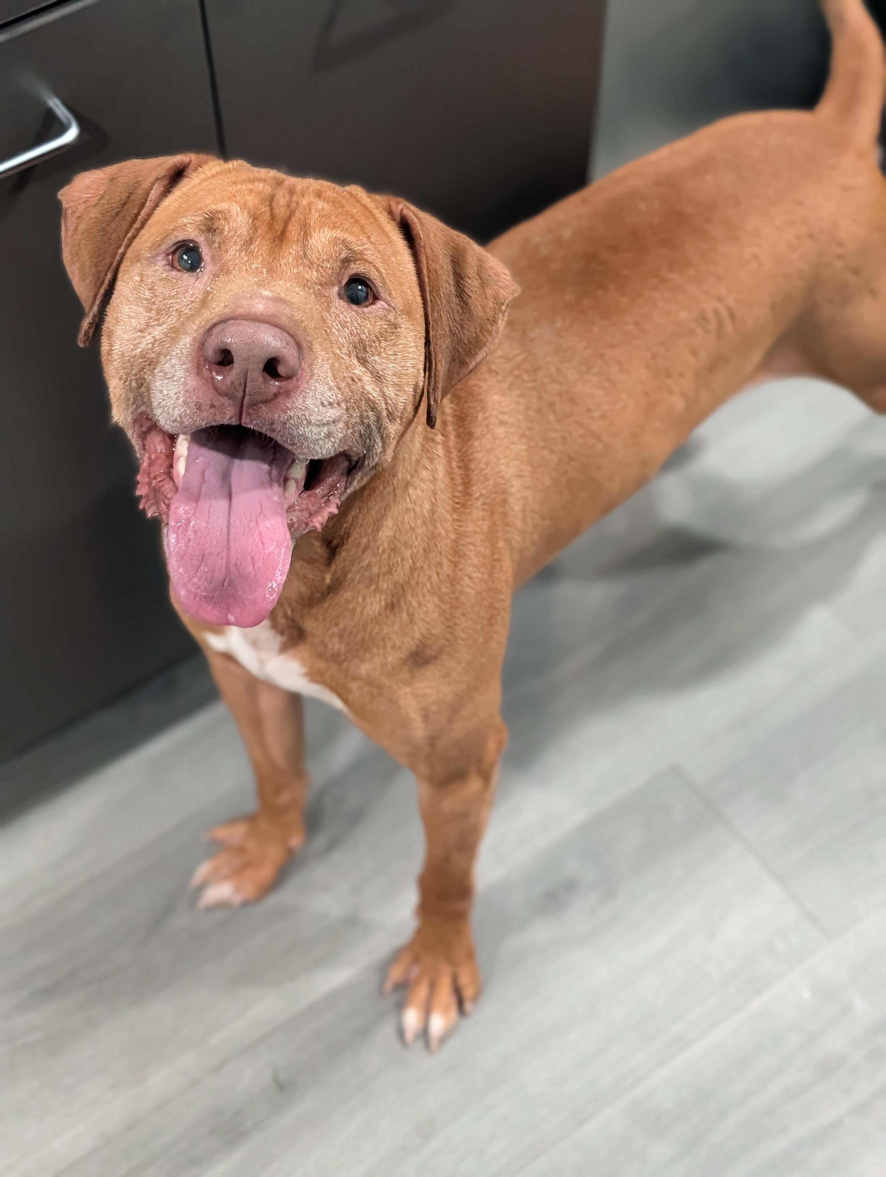 Chief, a ADOPTABLE mixed breed in Plainfield, NJ image 4/4