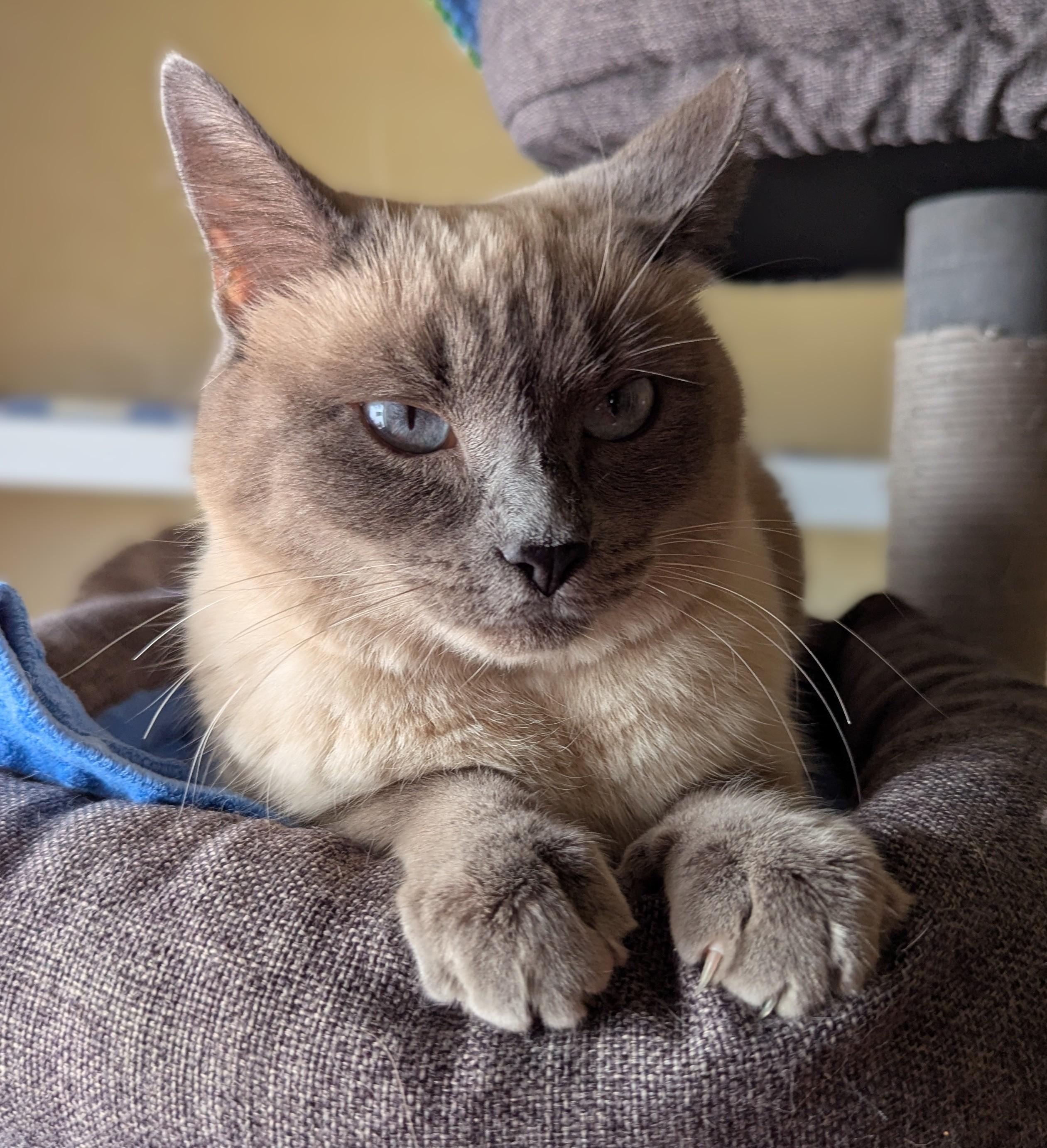 Enlarge SATIN, a Adoptable Siamese in Prescott, AZ image 3/6