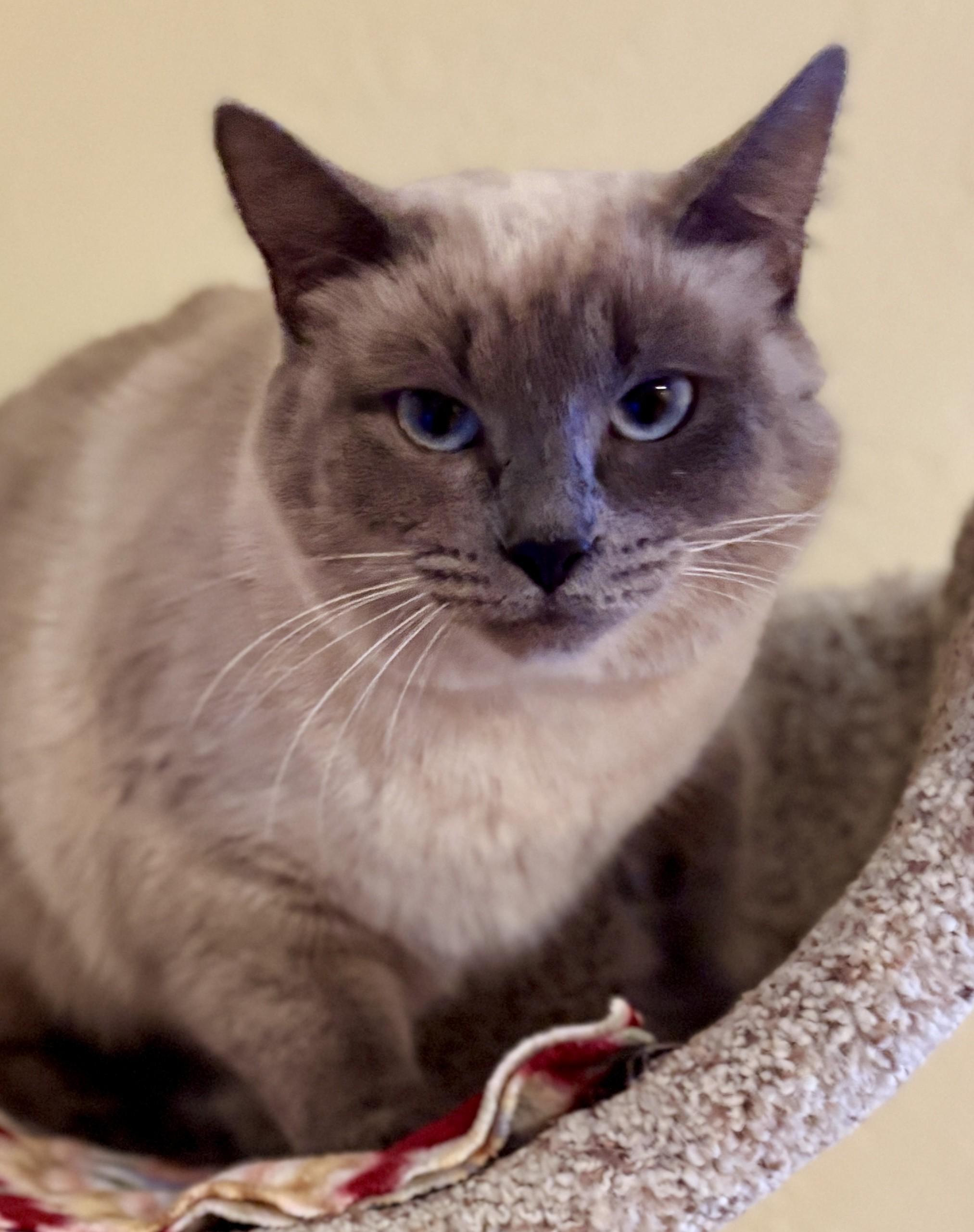 Enlarge SATIN, a Adoptable Siamese in Prescott, AZ image 6/6