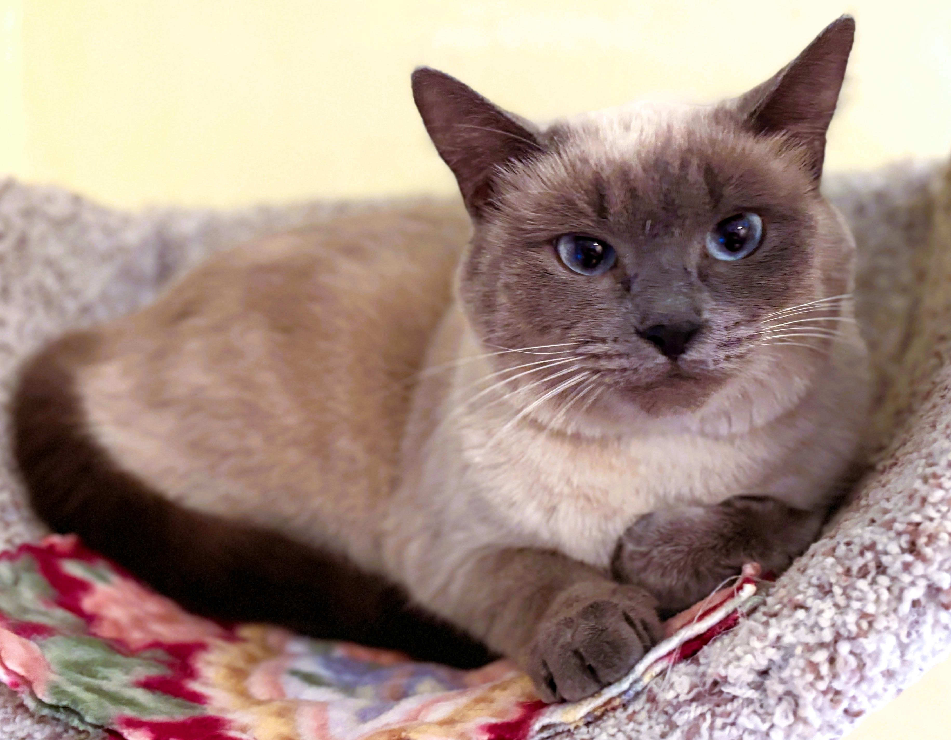 Enlarge SATIN, a Adoptable Siamese in Prescott, AZ image 2/6