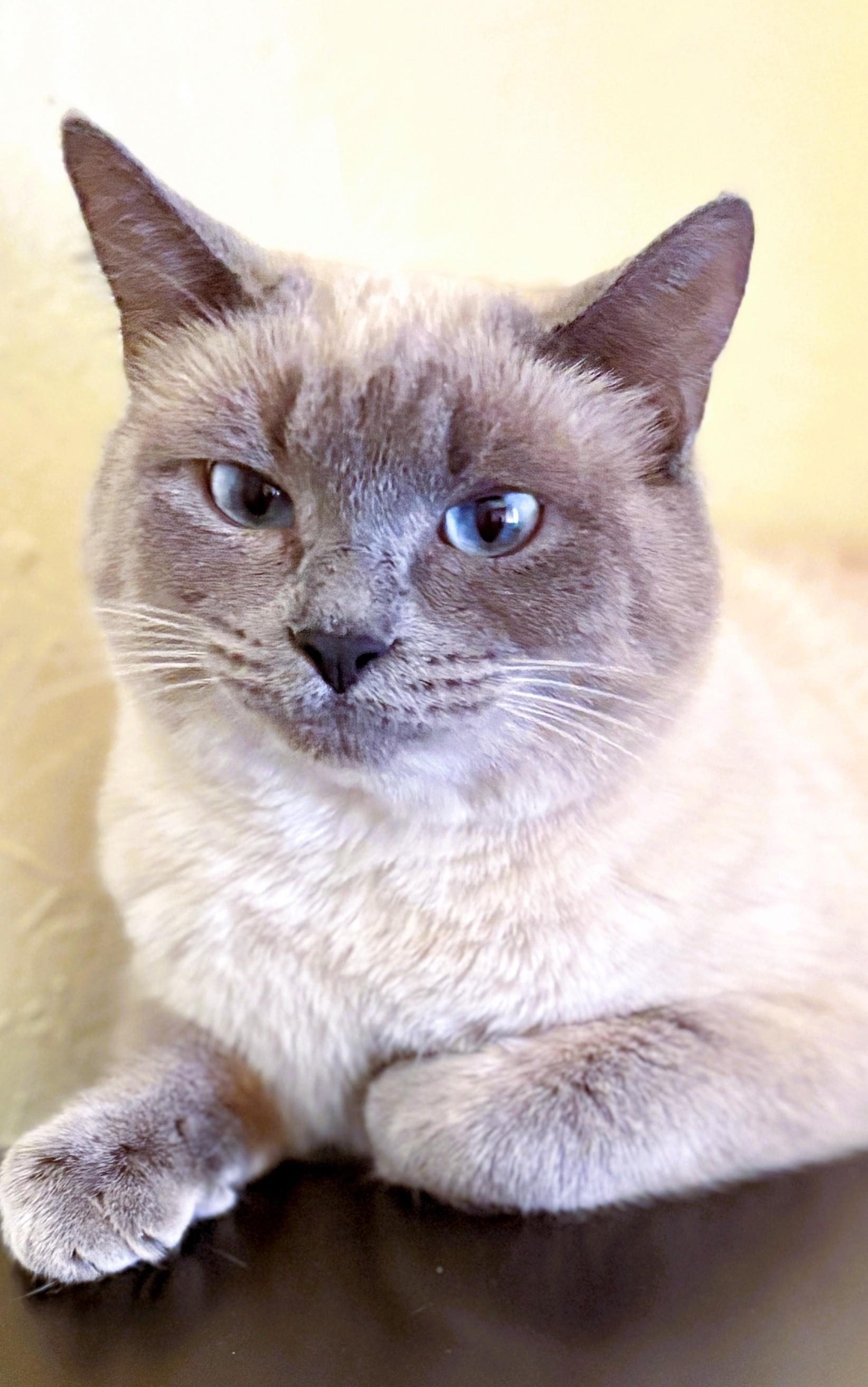 SATIN, Adoptable, Adult Female Siamese.