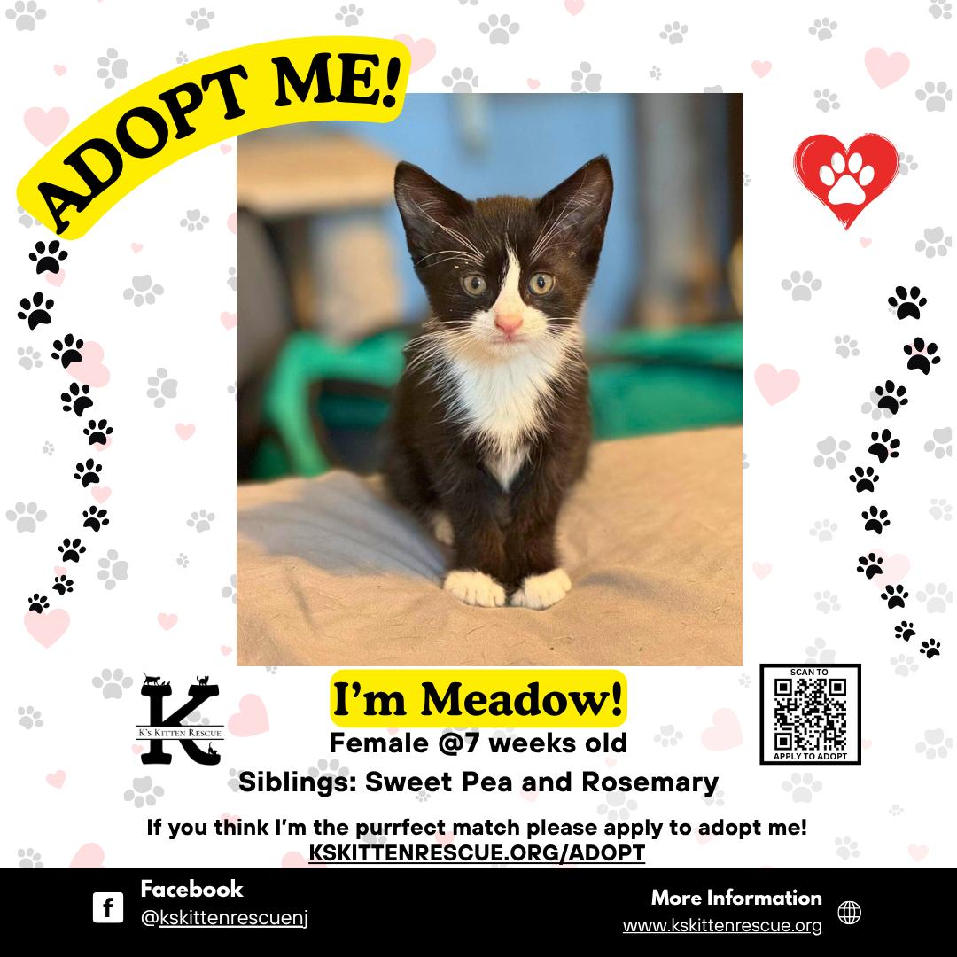 Meadow, Baby Female Domestic Short Hair