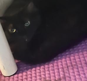 Coco, Adoptable, Adult Female Domestic Short Hair.