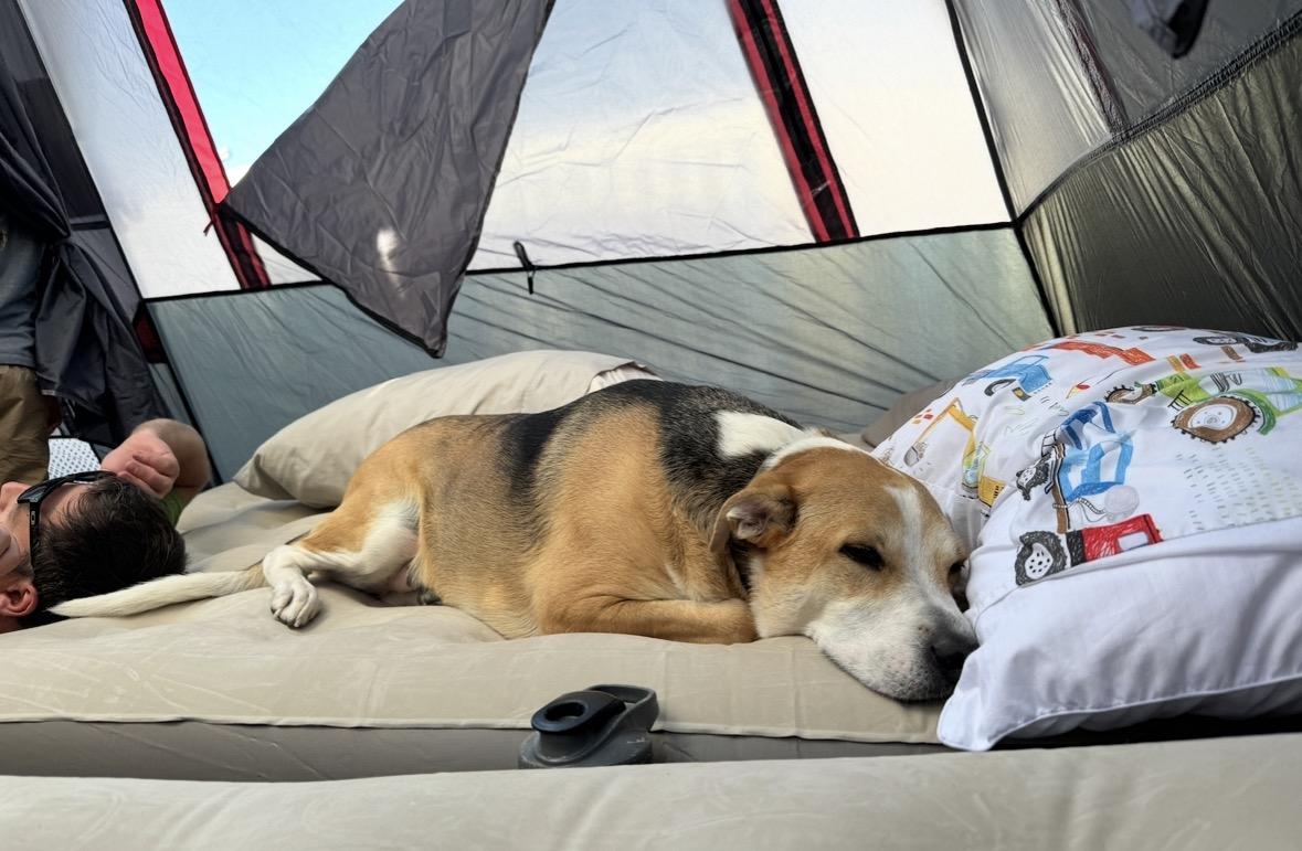 Enlarge Ozzy, a Adoptable mixed breed in Kelso , WA image 2/6