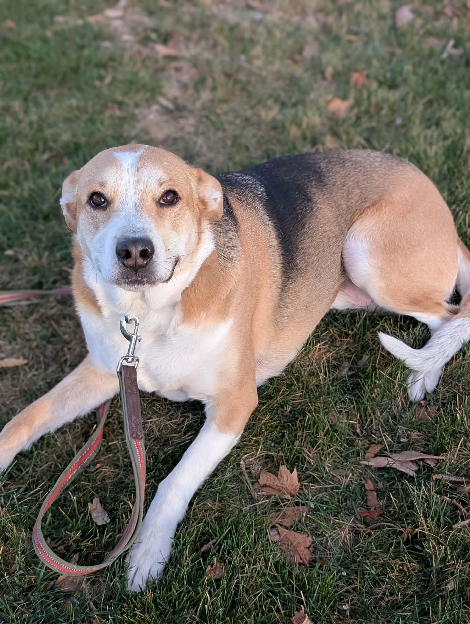 Enlarge Ozzy, a Adoptable mixed breed in Kelso , WA image 4/6