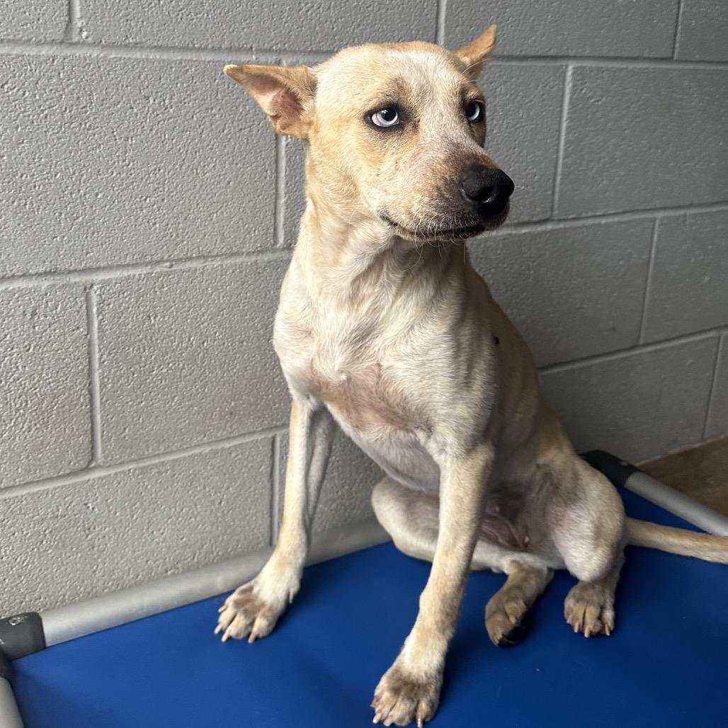 Mandy, Adoptable, Young Female Cattle Dog & Mixed Breed.