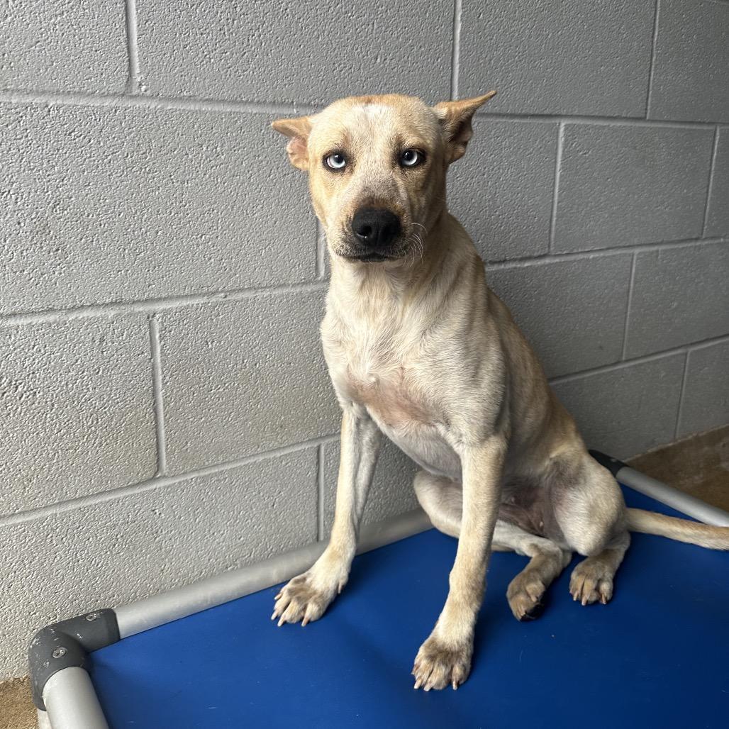 Enlarge Mandy, a Adoptable mixed breed in Corpus Christi, TX image 2/6