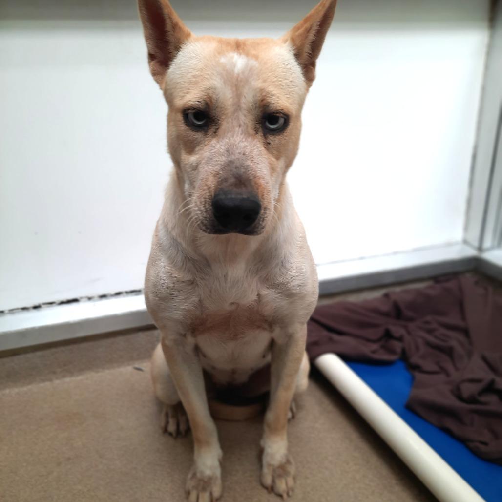 Enlarge Mandy, a Adoptable mixed breed in Corpus Christi, TX image 3/6