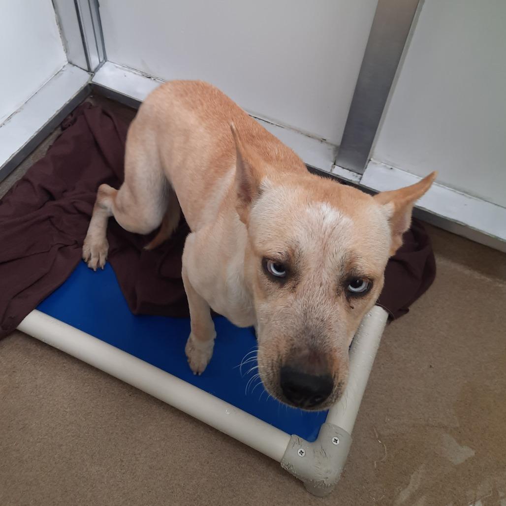 Enlarge Mandy, a Adoptable mixed breed in Corpus Christi, TX image 4/6