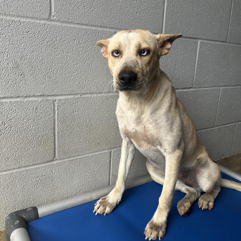 Enlarge Mandy, a Adoptable mixed breed in Corpus Christi, TX image 5/6