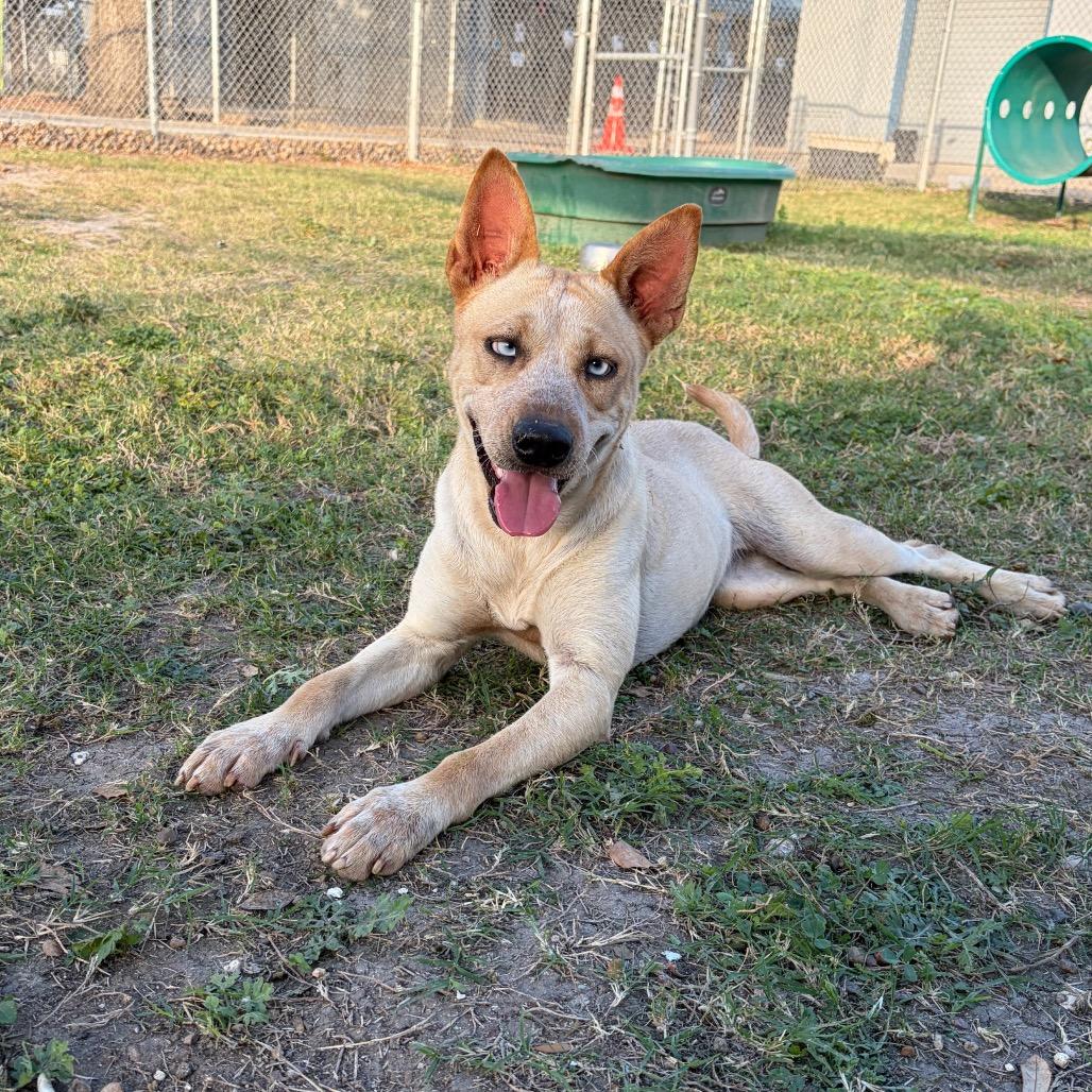 Enlarge Mandy, a Adoptable mixed breed in Corpus Christi, TX image 6/6