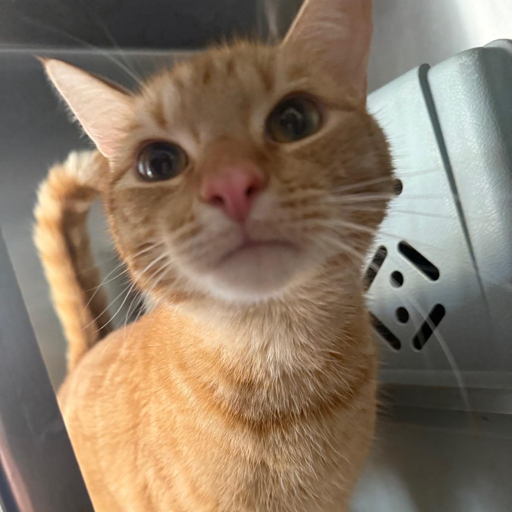 Enlarge Sherbert (aka William), a Adoptable Domestic Short Hair in Desert Hot Springs, CA image 1/1