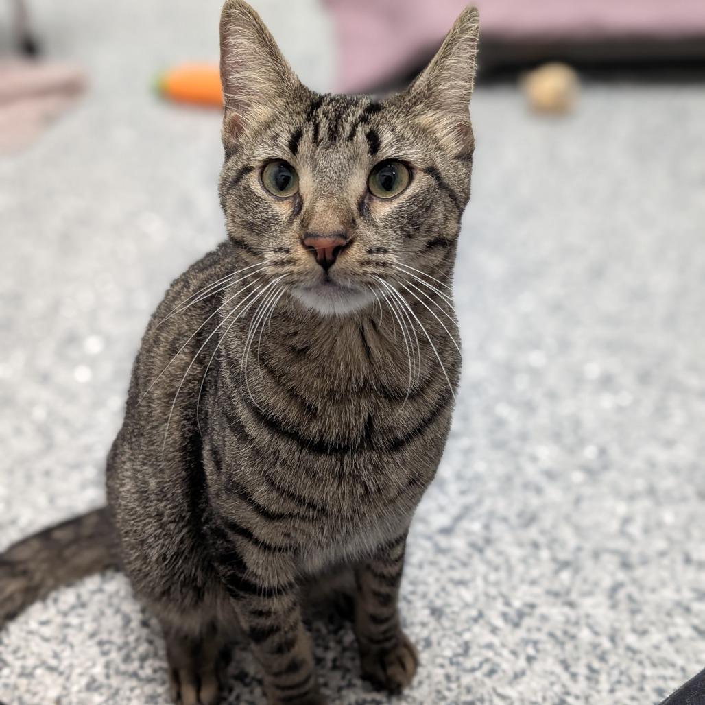 Enlarge Sassafras, a Adoptable Domestic Short Hair in Brookfield, WI image 1/5