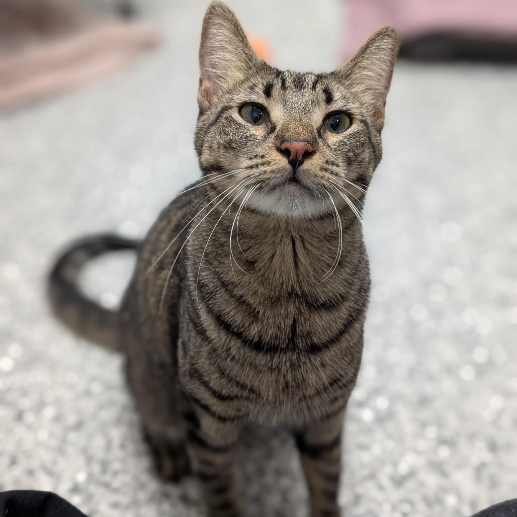 Enlarge Sassafras, a Adoptable Domestic Short Hair in Brookfield, WI image 2/5