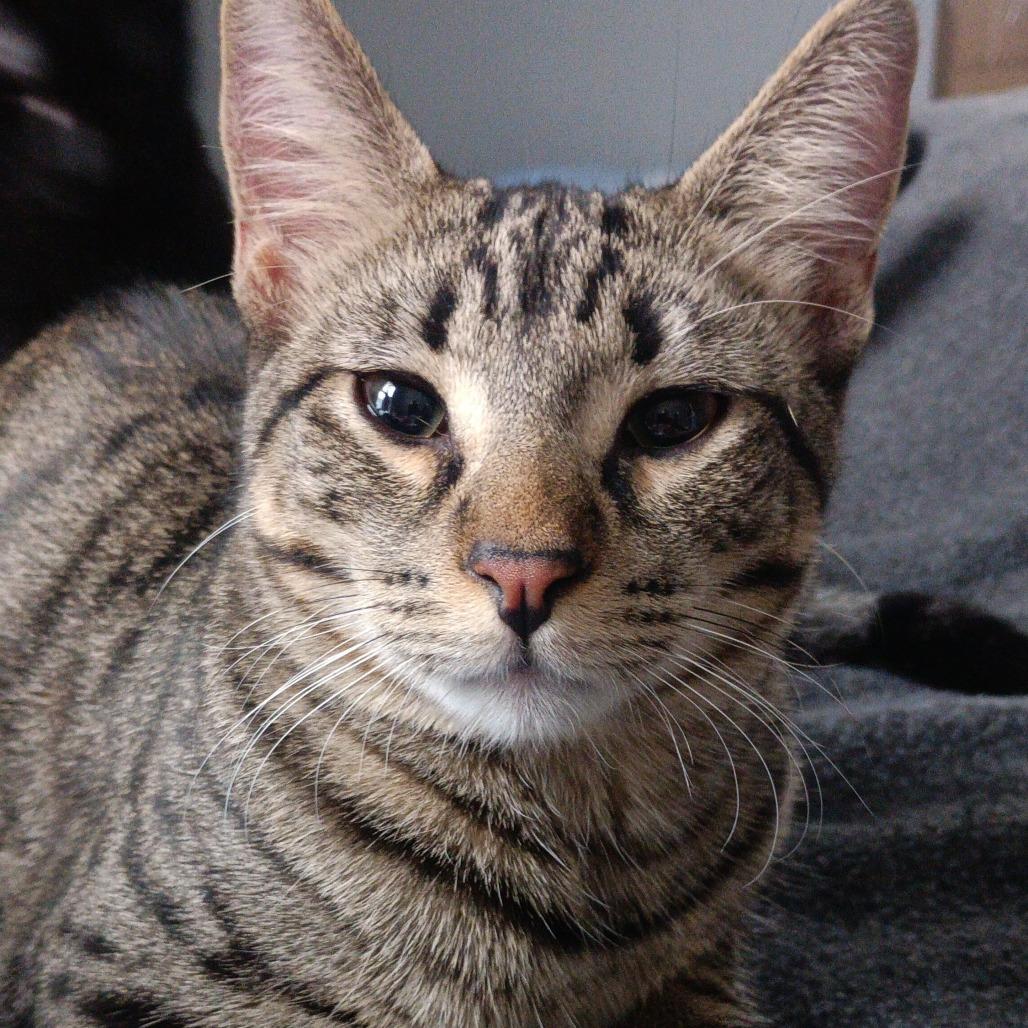 Enlarge Sassafras, a Adoptable Domestic Short Hair in Brookfield, WI image 3/5