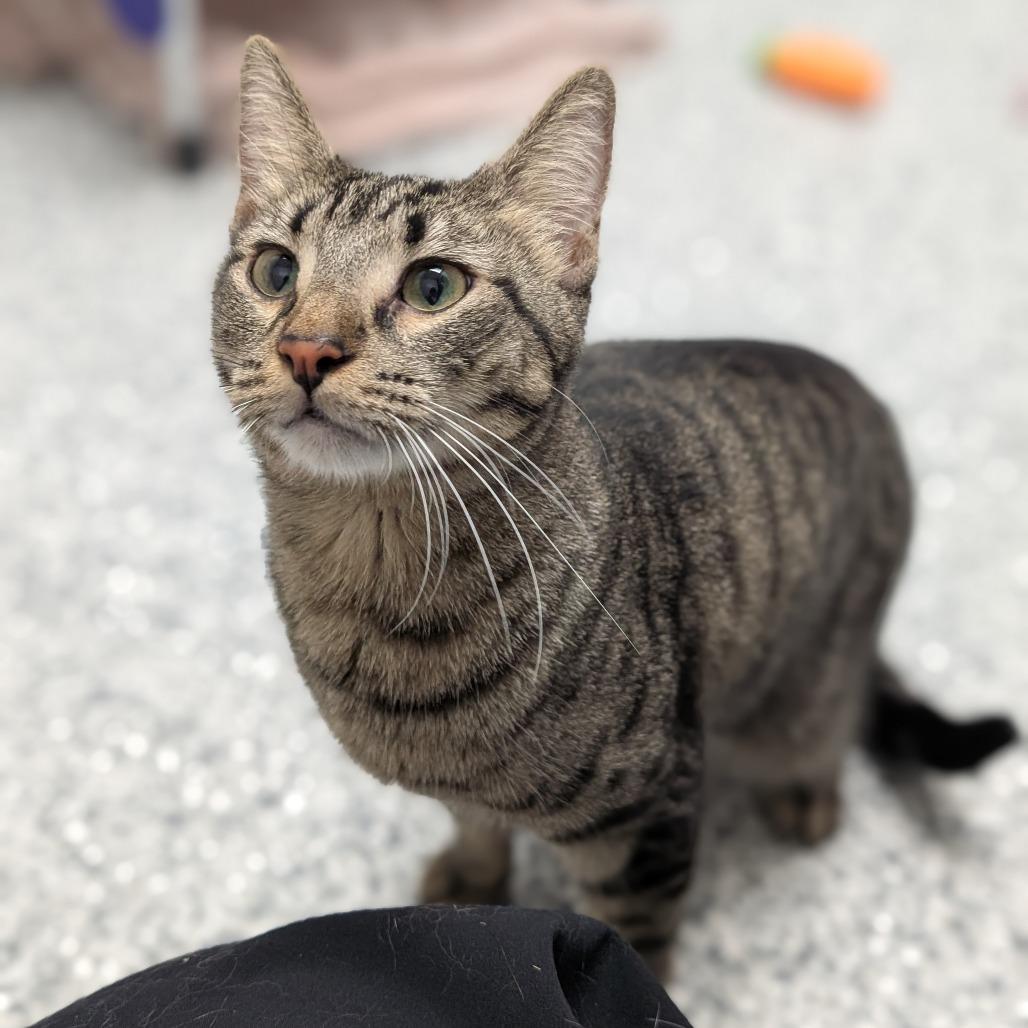 Enlarge Sassafras, a Adoptable Domestic Short Hair in Brookfield, WI image 4/5