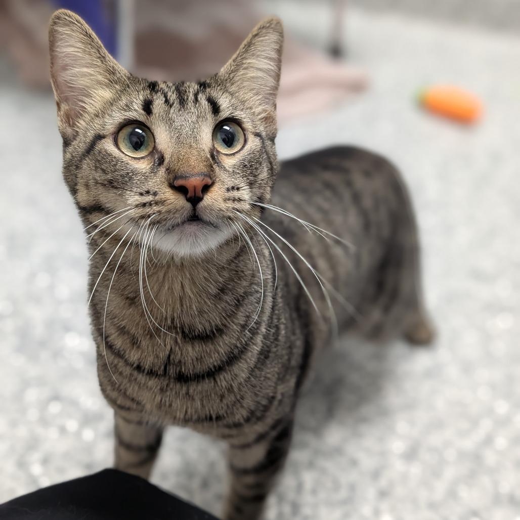 Enlarge Sassafras, a Adoptable Domestic Short Hair in Brookfield, WI image 5/5