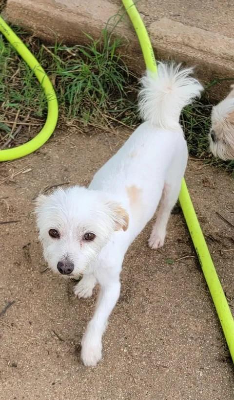 Terri, adoptable, Adult Female Maltese & Coton de Tulear.