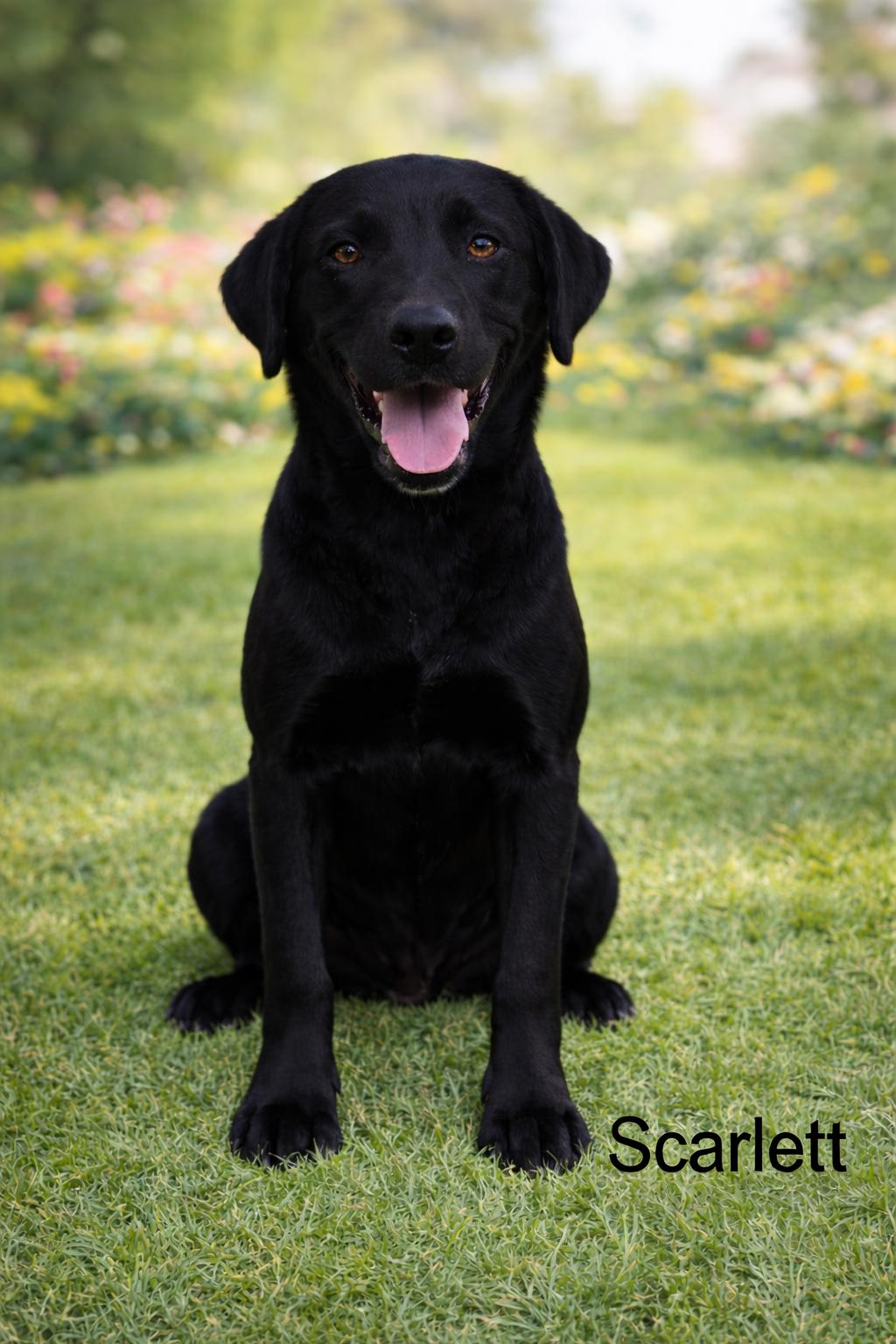 Scarlett , ADOPTABLE, Young Female Black Labrador Retriever.