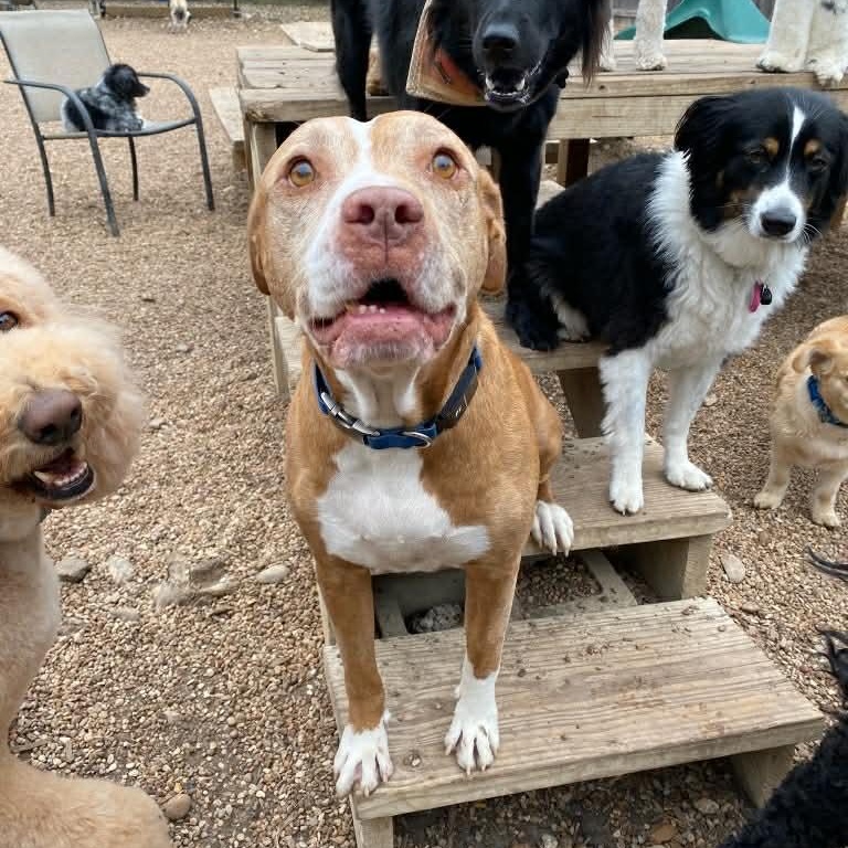 Enlarge Navajo (Nav) , a Adoptable mixed breed in Salem, OR image 5/6