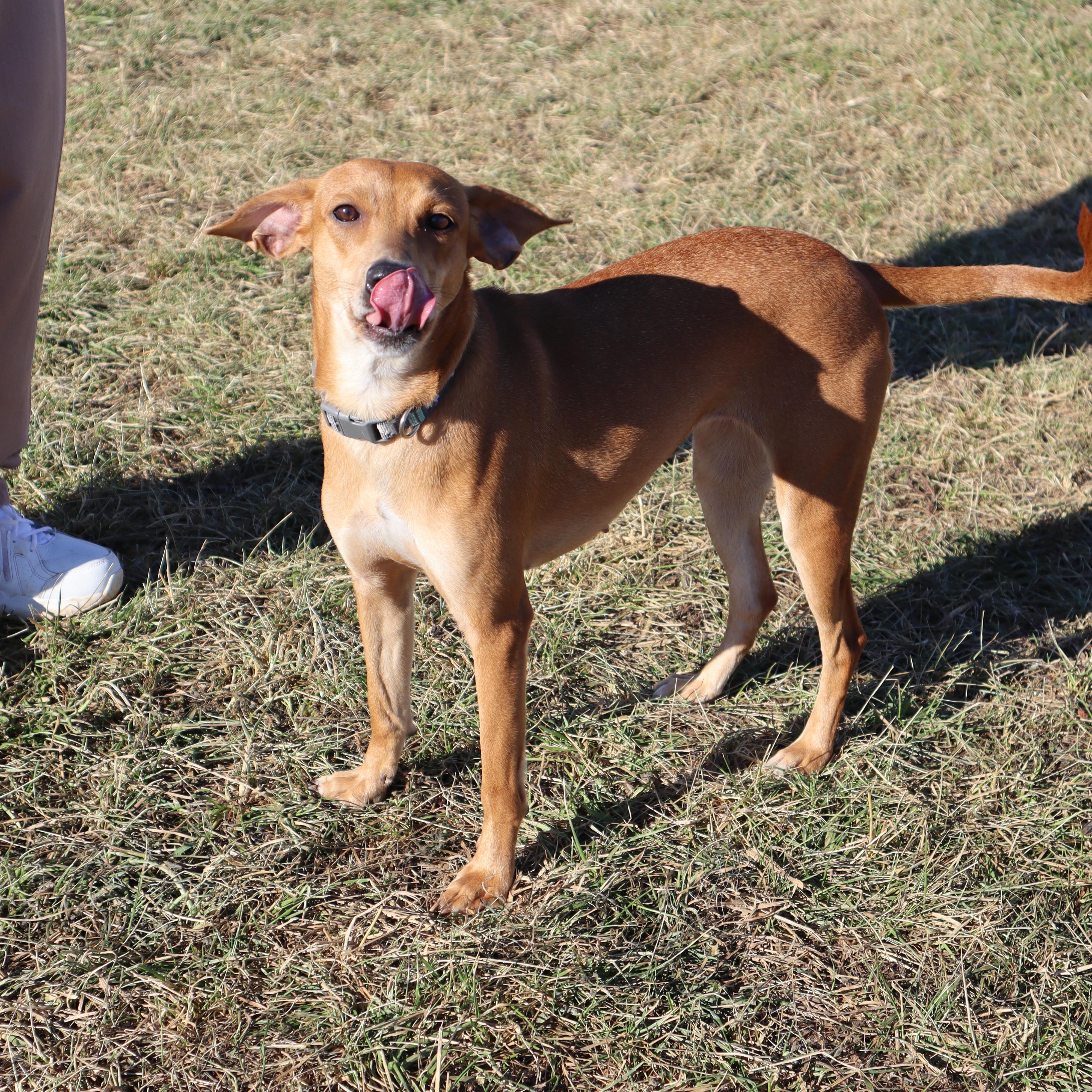 Zoey - Paws Behind Bars Prison Trained, ADOPTABLE, Adult Female Hound & Beagle.