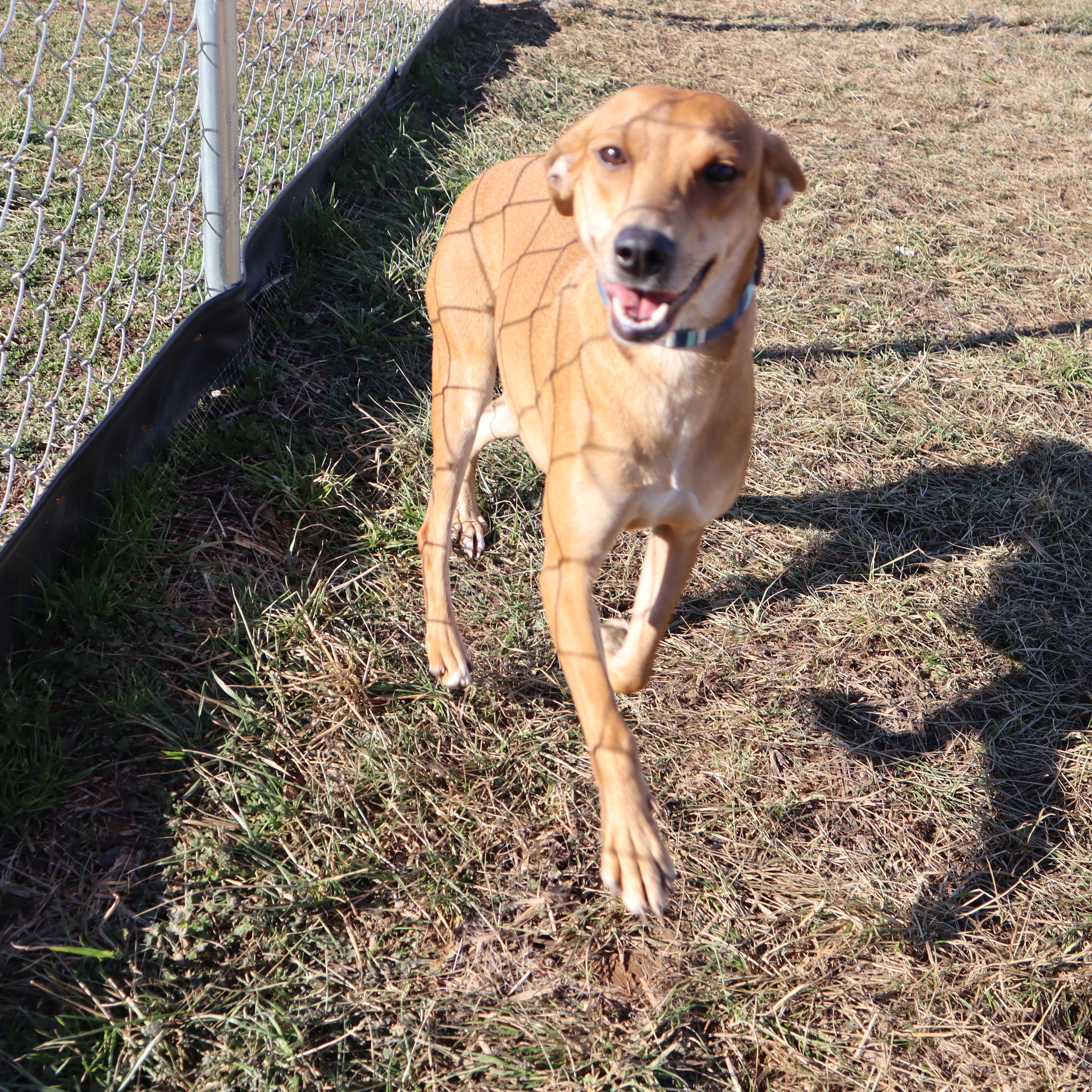 Enlarge Zoey - Paws Behind Bars Prison Trained, a ADOPTABLE mixed breed in Goshen, KY image 3/4
